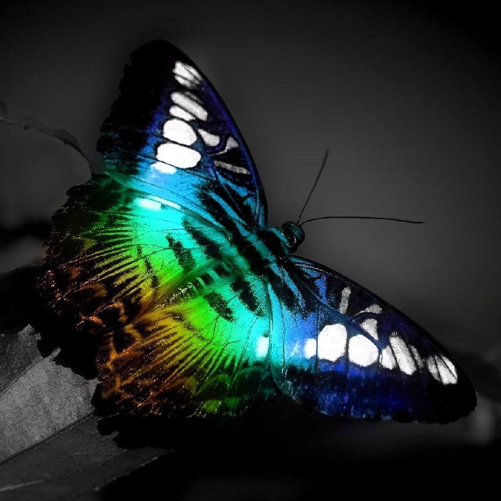 1024x1024 iPad Wallpaper Fluo butterfly on black and white background HD Wallpaper