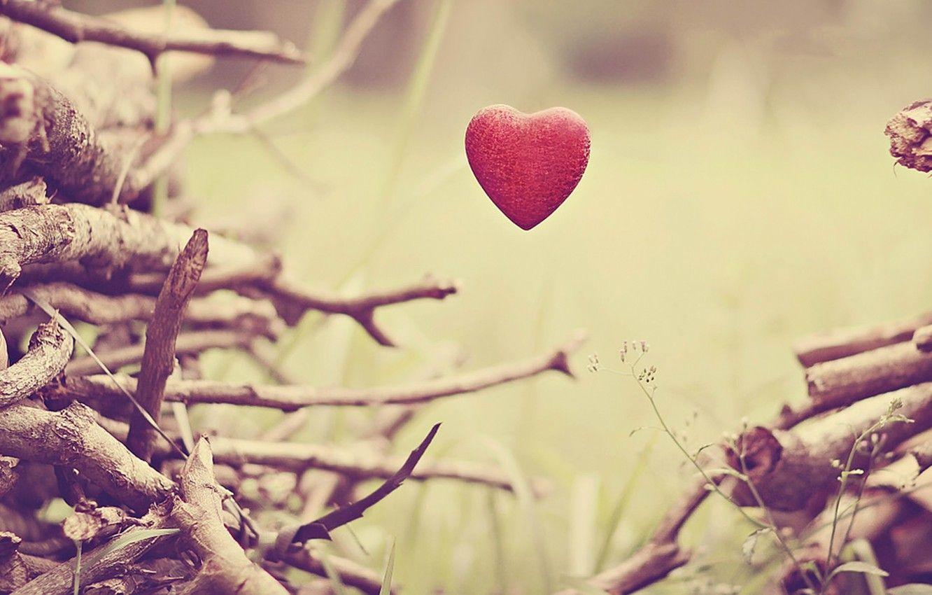 1332x850 Wallpaper flower, leaves, trees, flowers, branches, background, mood, heart, stem, trunk, heart, HD wallpaper, Wallpaper for desktop image for desktop, section настроения