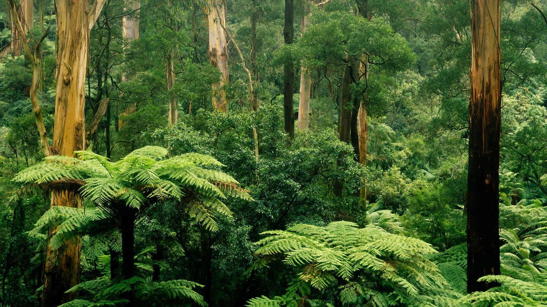1920x1080 Wallpaper Sherbrooke, Victoria, Australia, forest, trees, green 1920x1080 Full HD 2K Picture, Image