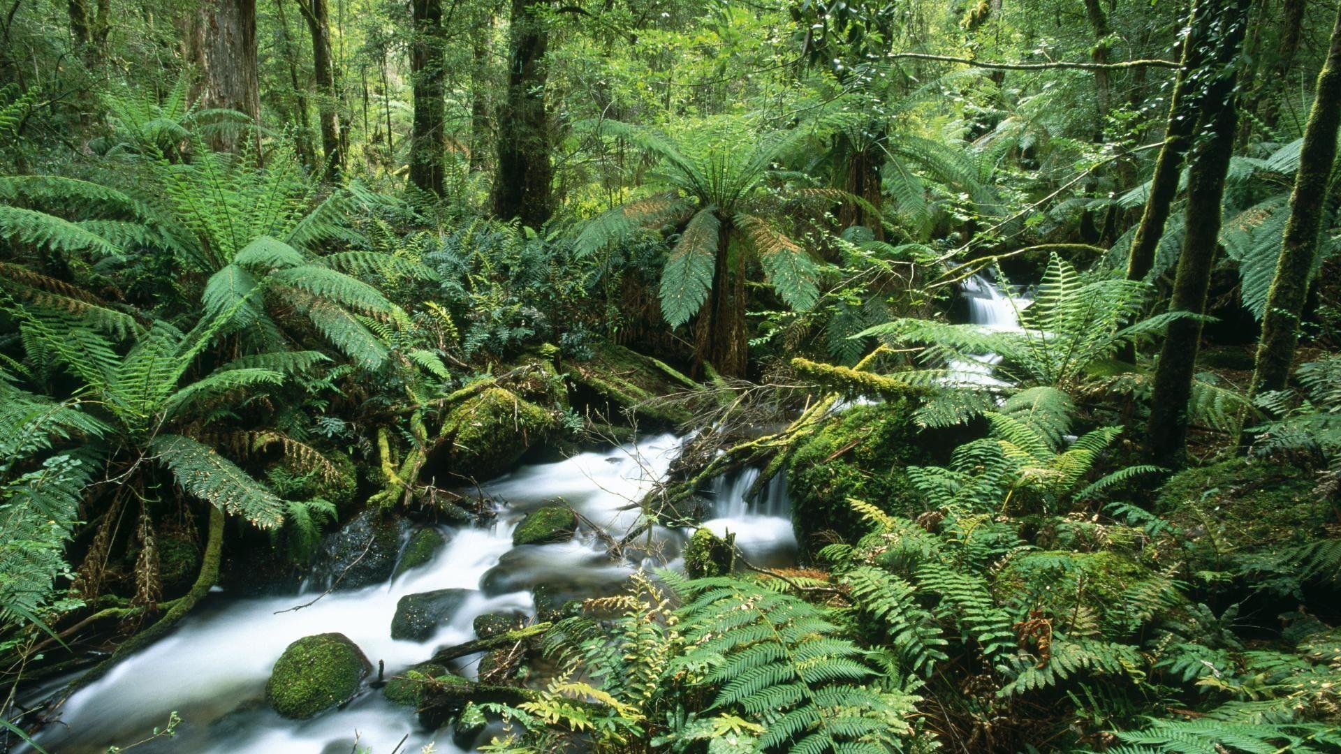 1920x1080 landscapes, Forests, Australia, Ferns, National, Park Wallpaper HD / Desktop and Mobile Background