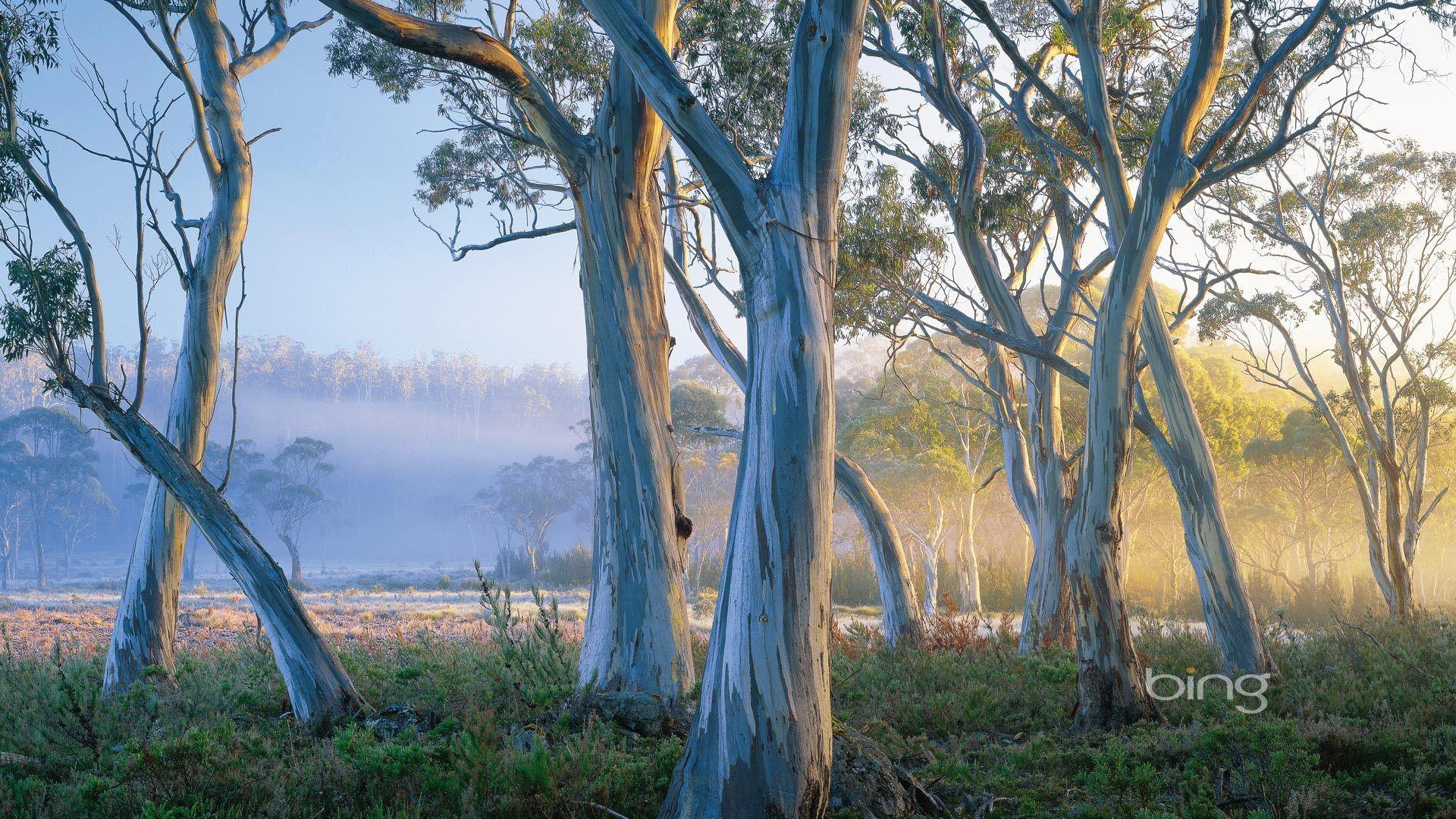 1920x1080 Landscape. Full HD Wallpaper, download 1080p desktop background. Australian trees, Landscape photography, Beautiful tree