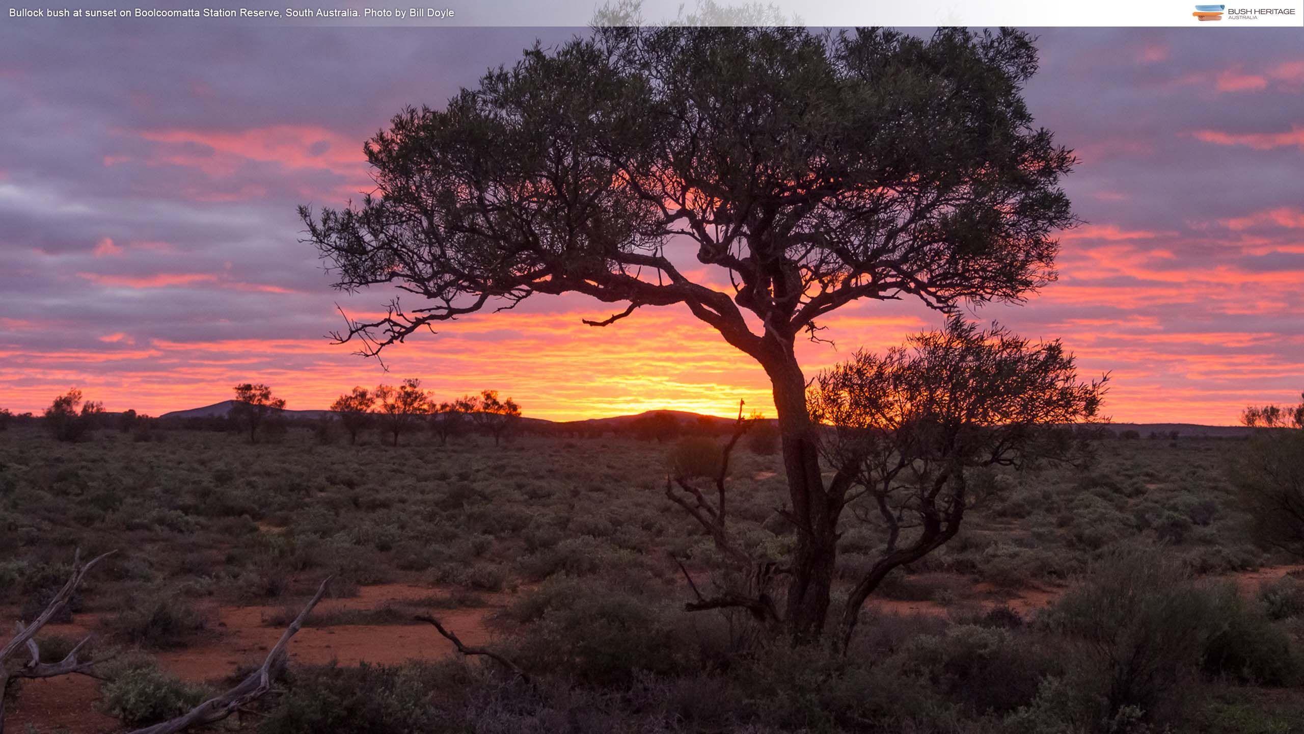 2560x1440 Red Reserve Wallpaper HD Background Australia Bush Wallpaper & Background Download