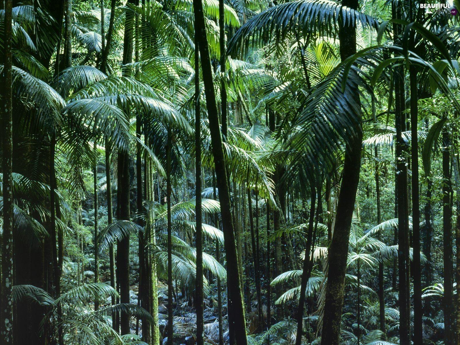 1600x1200 Australia, forest, tropical views wallpaper: 1600x1200
