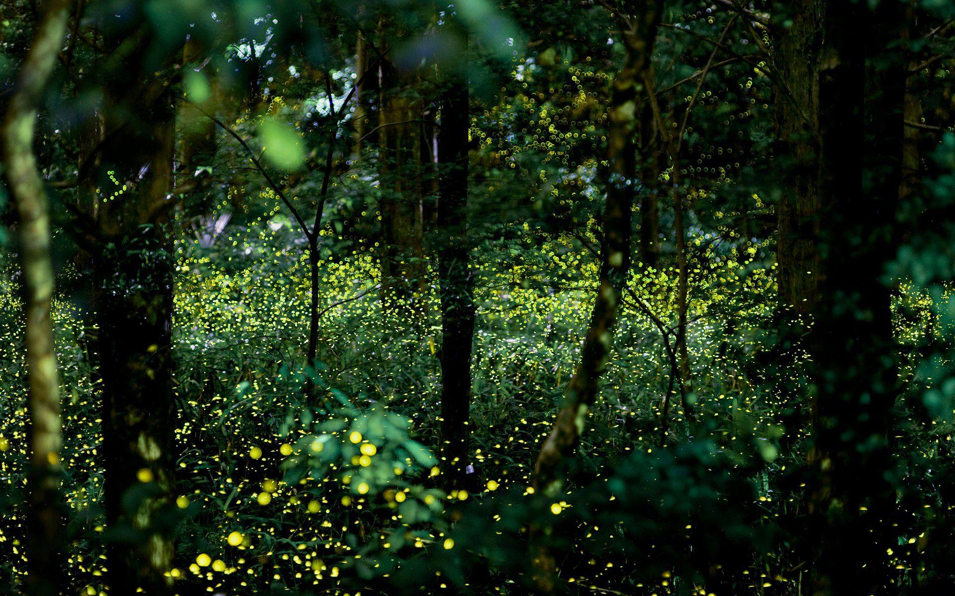 1920x1200 Forest Wallpaper HD Rgb