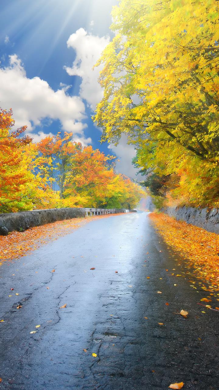 720x1280 Australian Forest road beautiful wallpaper HD Mobile, Desktop Wallpaper