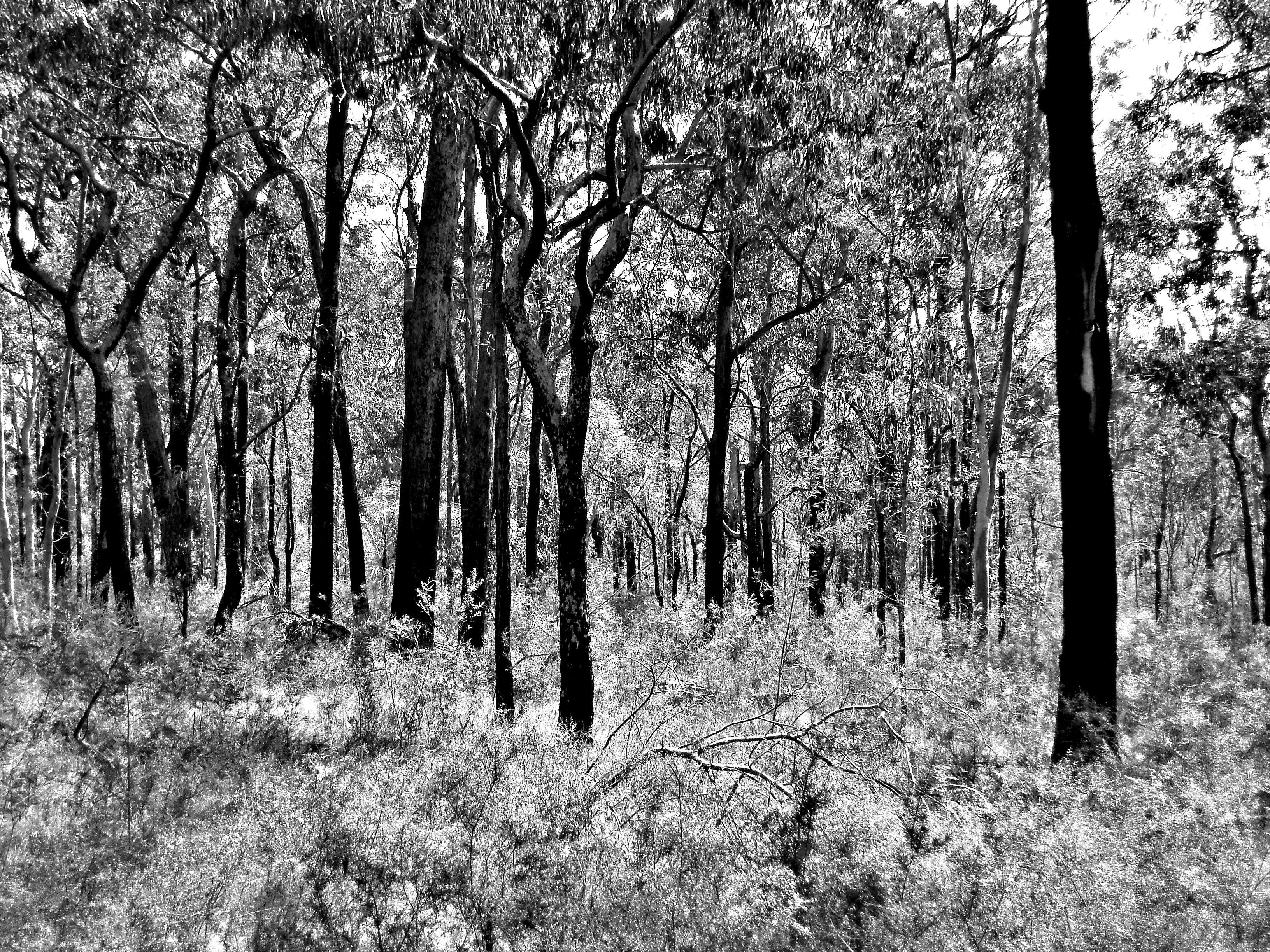 3264x2448 burned forest. Free background and textures