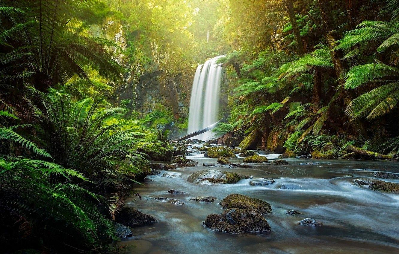 1332x850 Wallpaper forest, river, waterfall, Australia, fern, Australia, Victoria, The Otways, Aire River, Great Otway National Park, Hopetoun Falls image for desktop, section пейзажи
