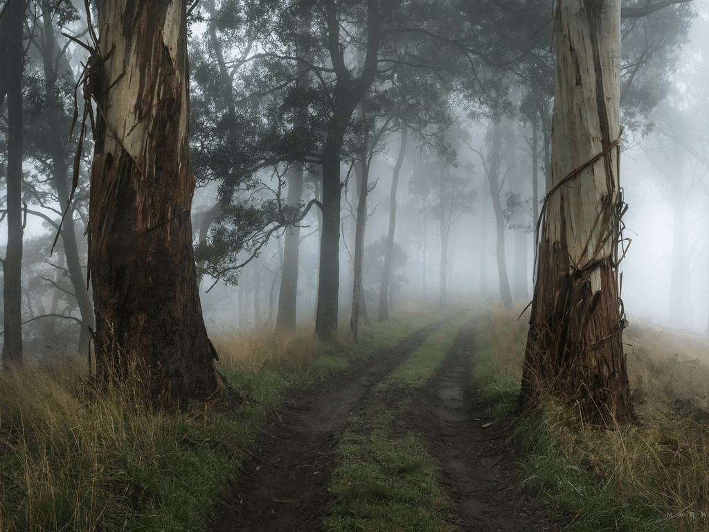 1024x768 The Gatekeepers [1024x768] : wallpaper. Photography wallpaper, Foggy forest, Beautiful wallpaper