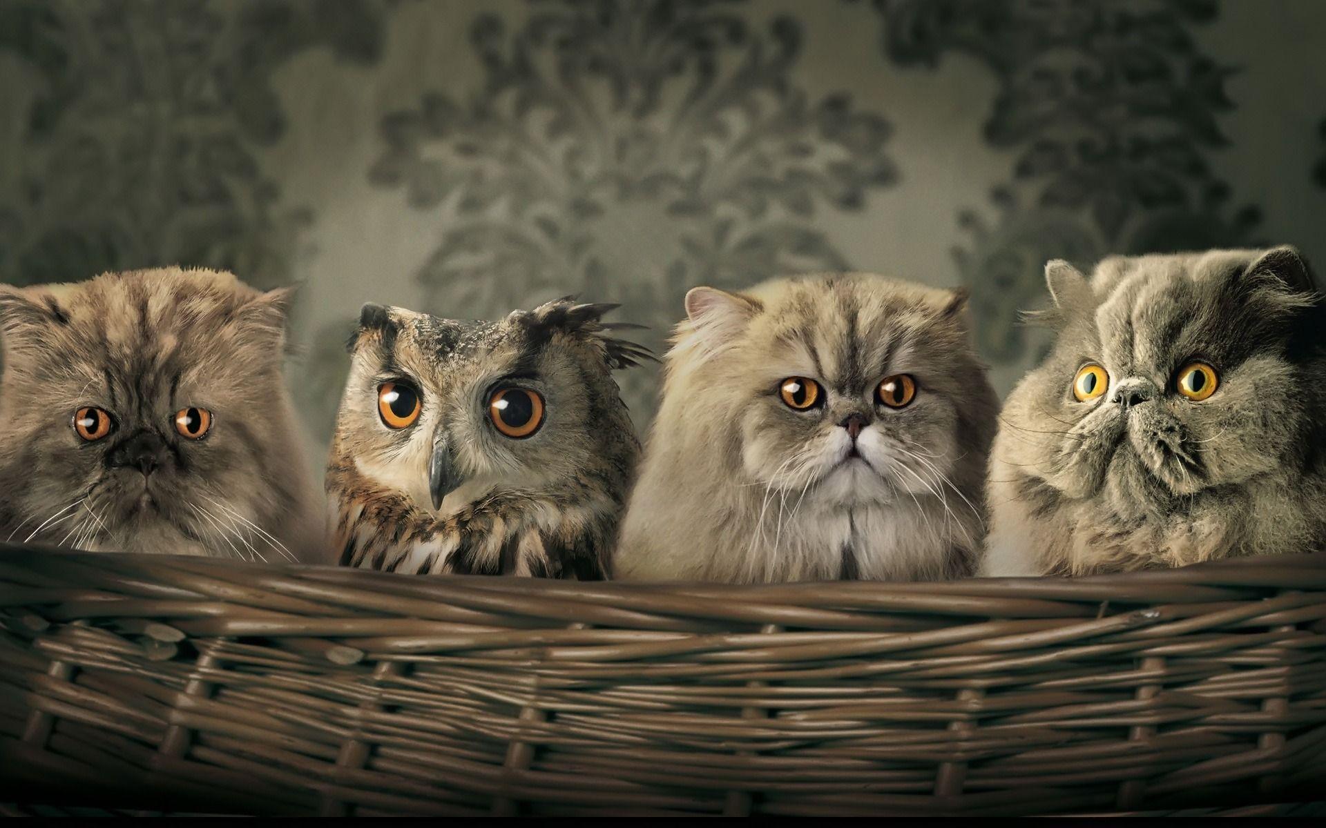 1920x1200 Abstract Cat Cute Owl Wallpaper:1920x1200