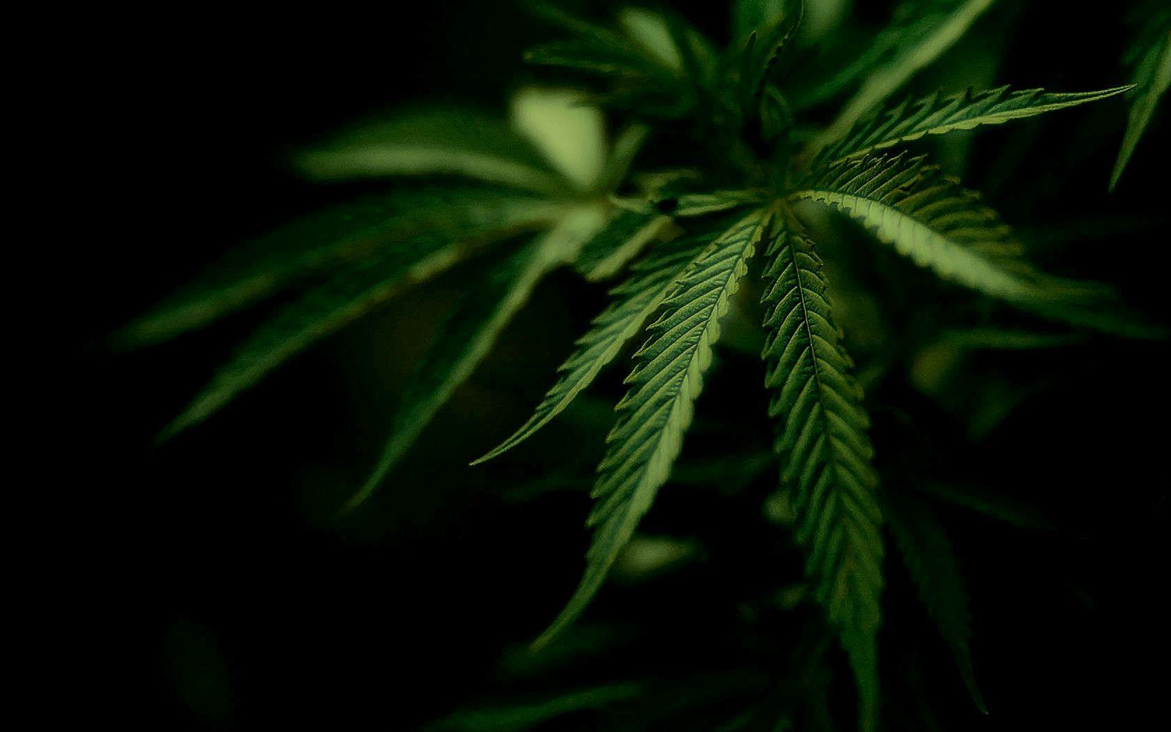 1680x1050 Download Weed Wallpaper 3D3