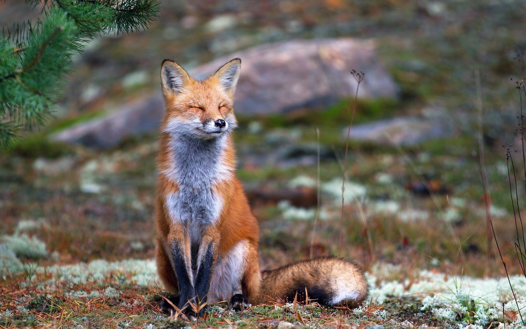 1680x1050 Fox, Nature, Animals, Smiling Wallpaper HD / Desktop