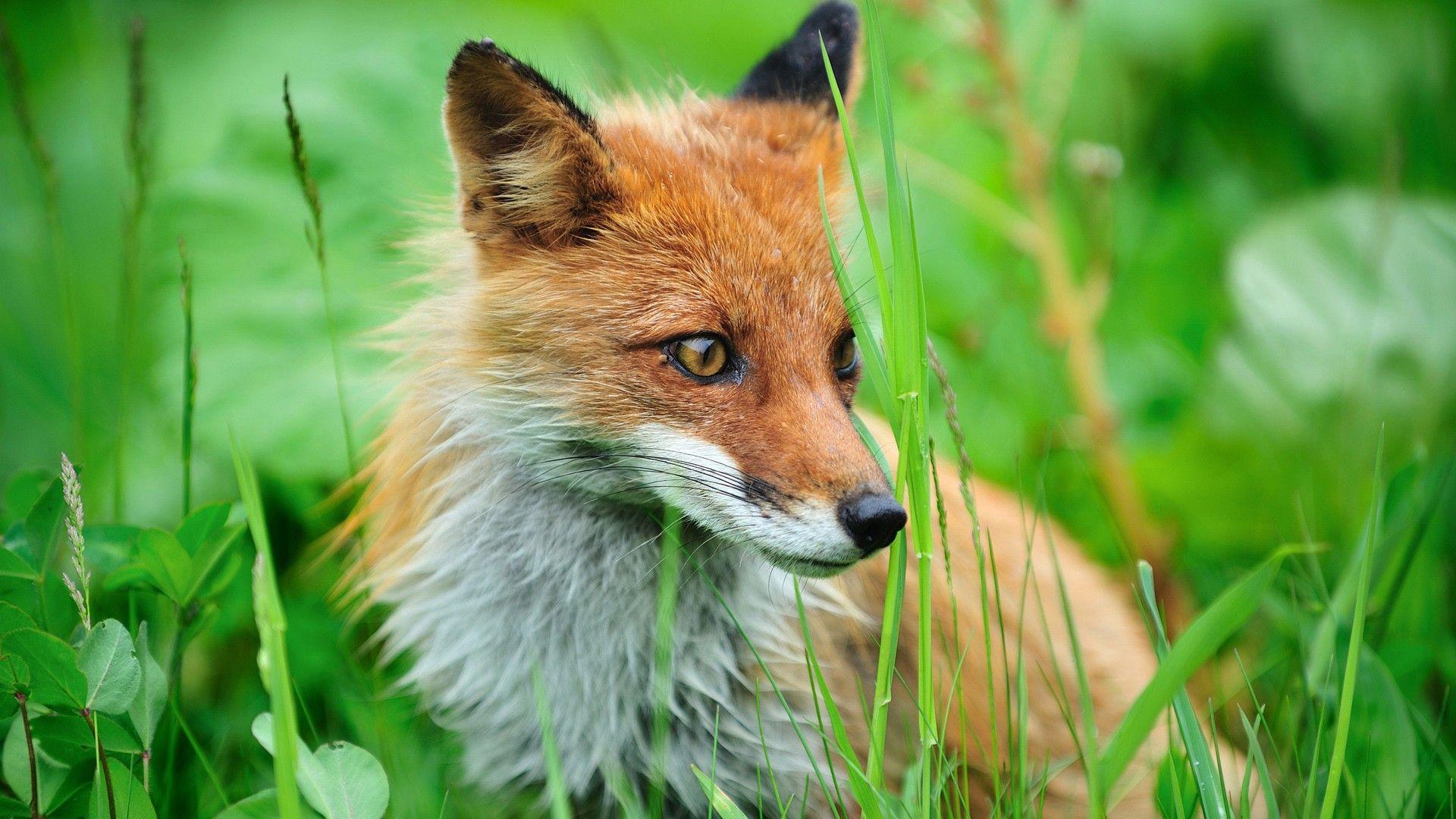 1920x1080 Fox Wallpaper