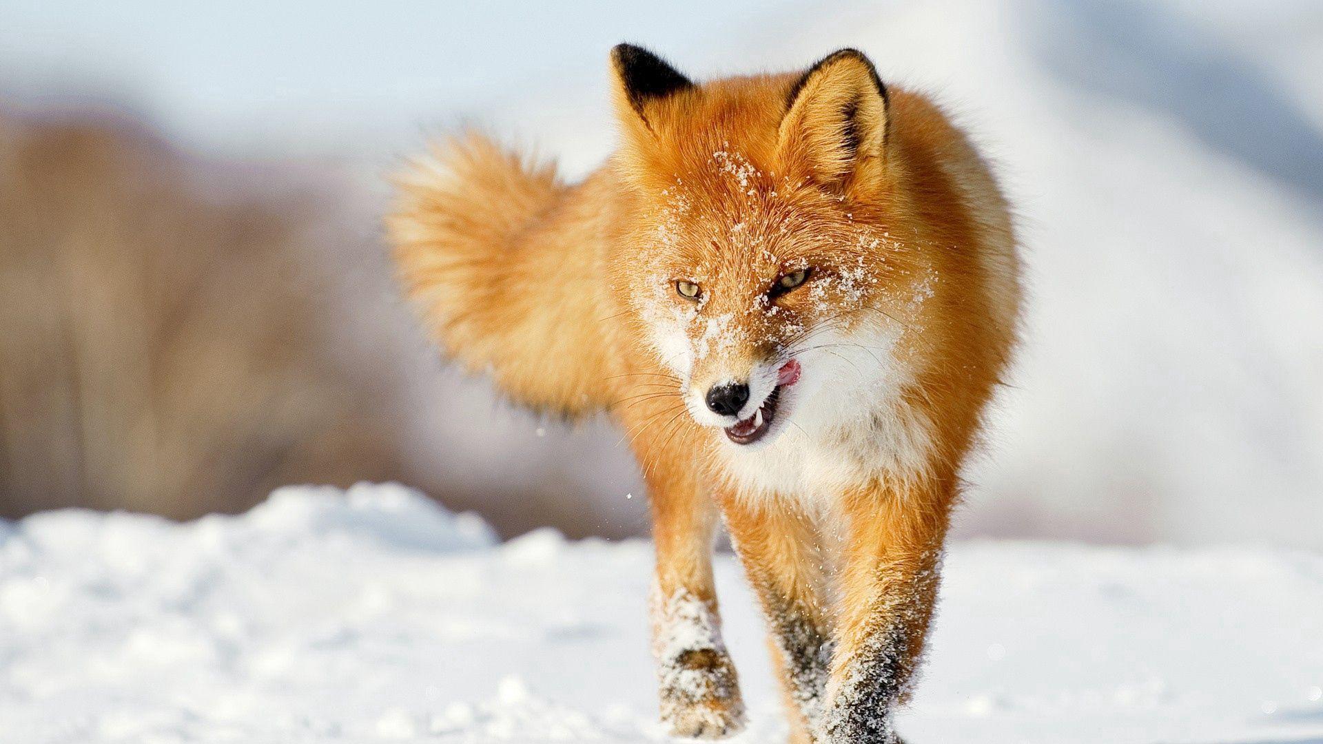1920x1080 Download wallpaper 1920x1080 fox, snow, running, winter full hd, hdtv, fhd, 1080p HD background