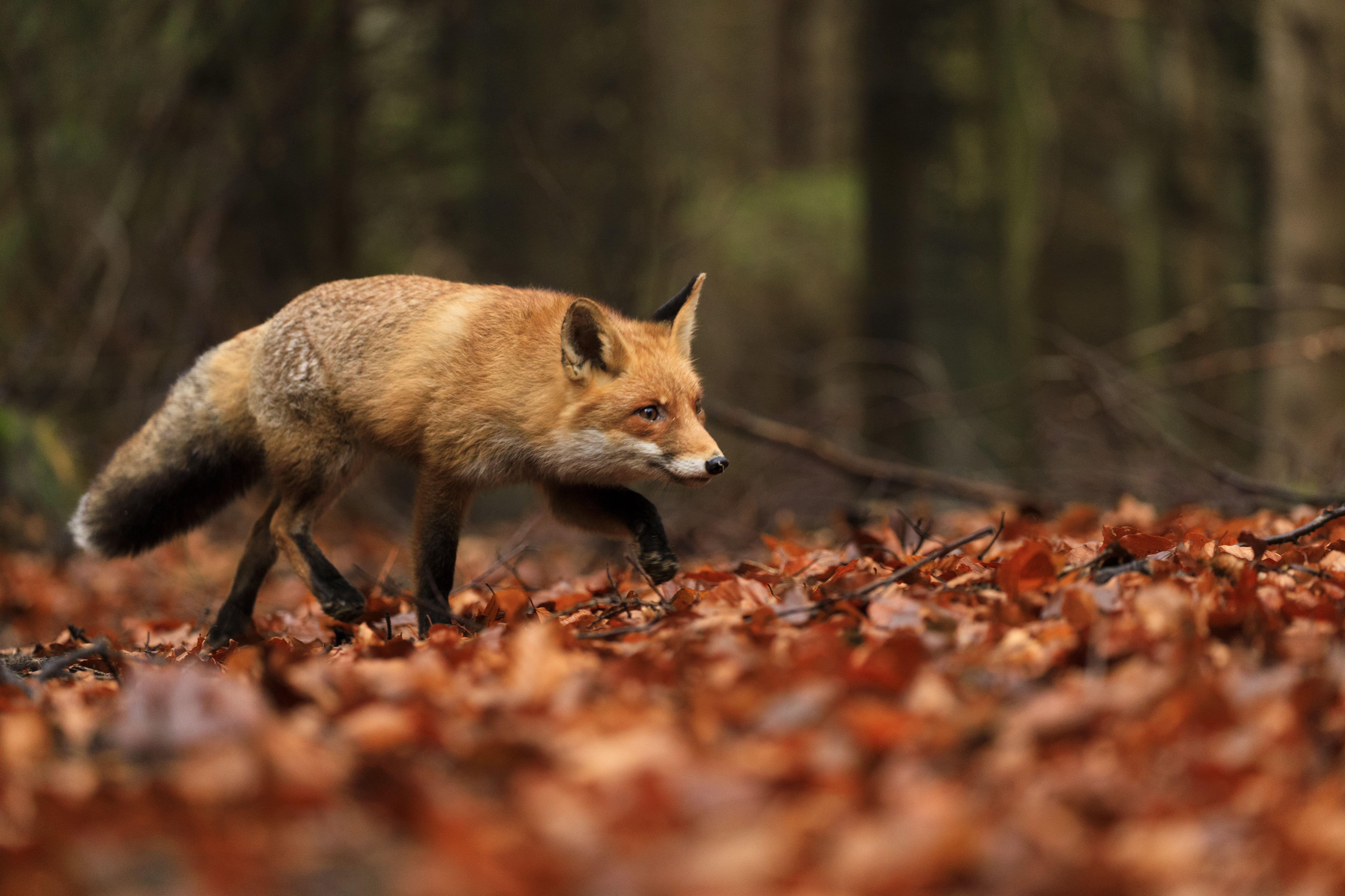 6720x4480 Fox Wallpaper: Free HD Download [HQ]