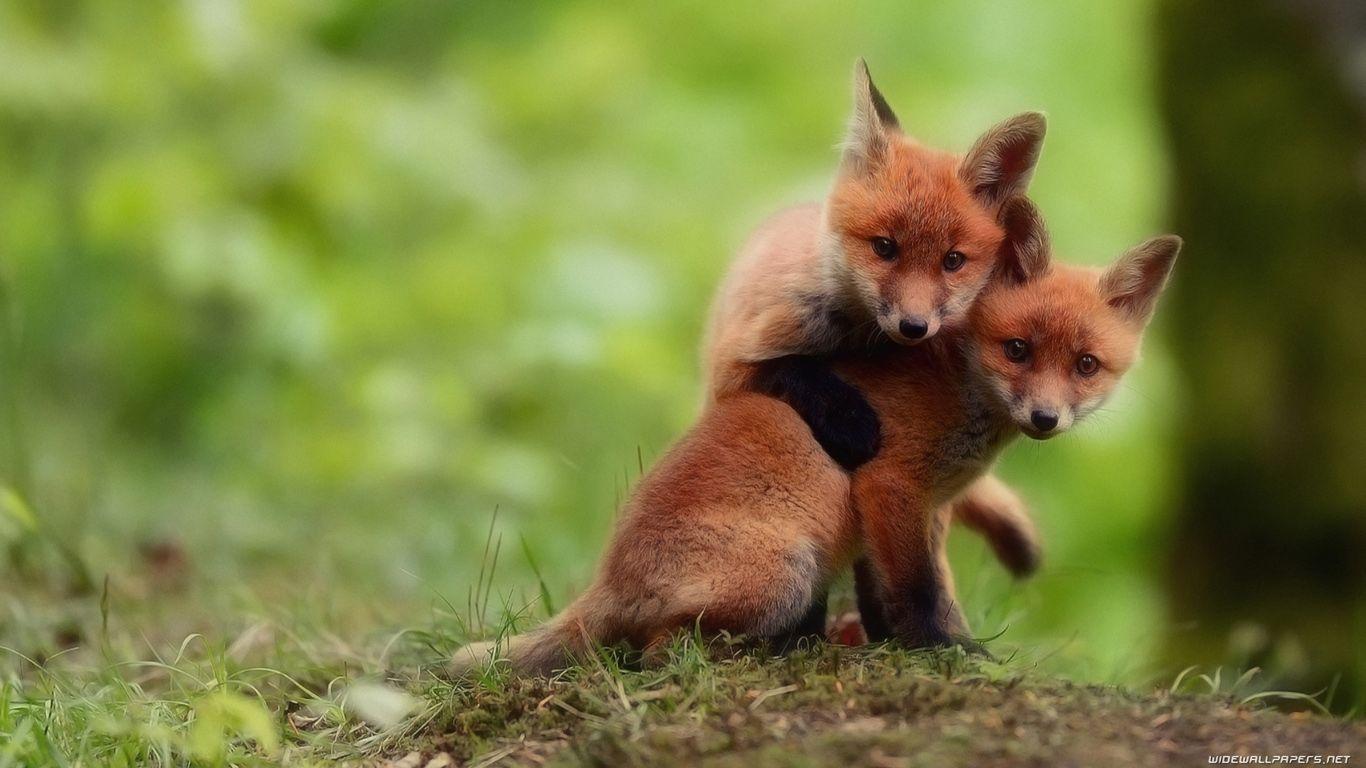 1366x768 Foxes desktop wallpaper HD and wide wallpaper