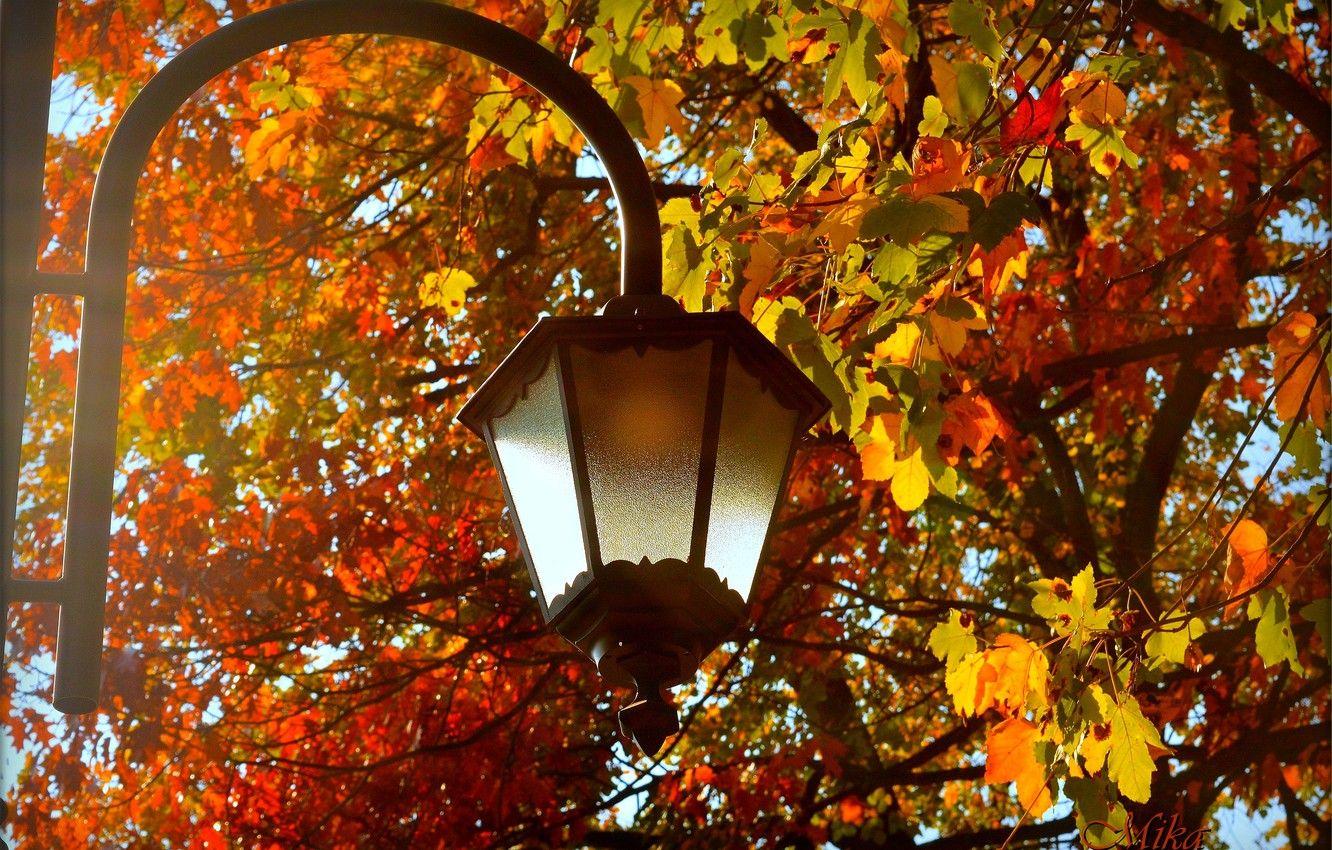 1332x850 Wallpaper Autumn, Leaves, Lantern, Fall, Autumn, Leaves image for desktop, section природа
