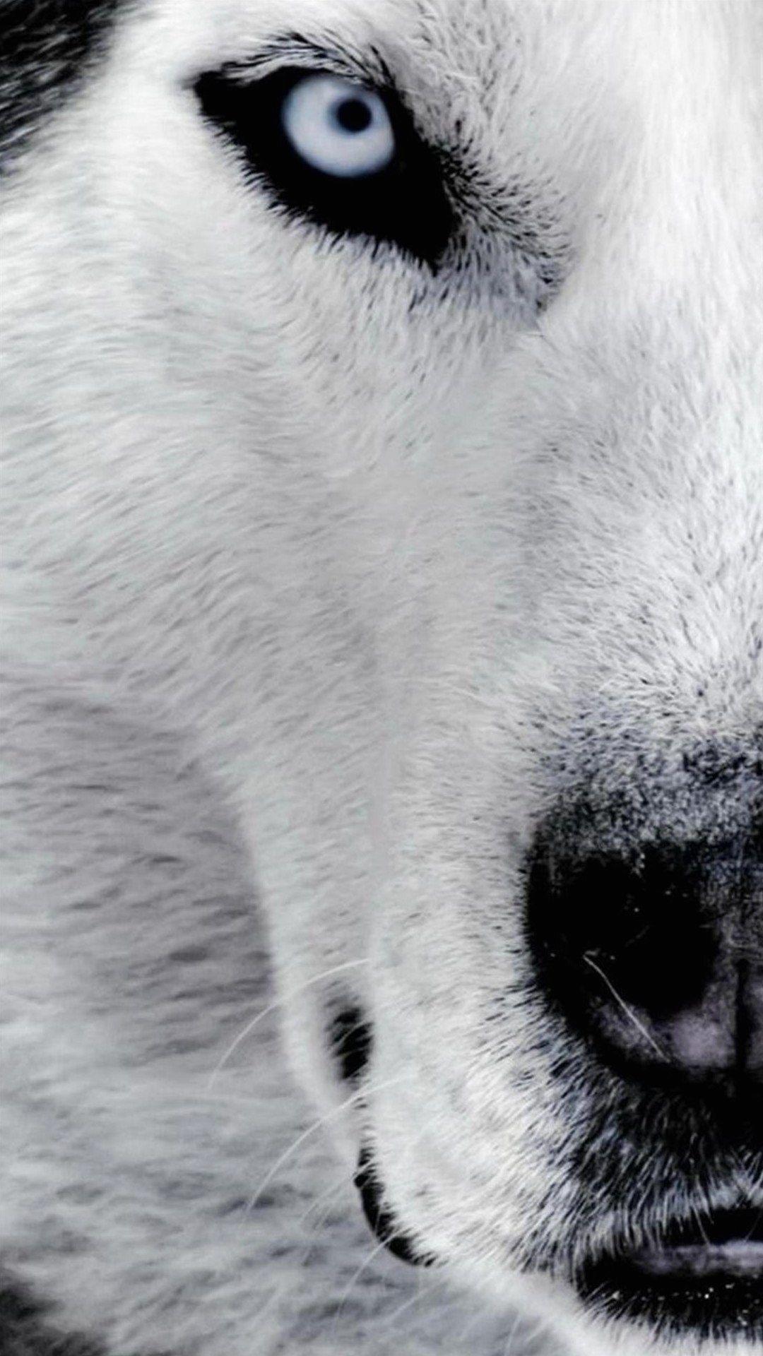 1080x1920 wallpaper full HD 1080 x 1920 smartphone dog husky. Wolf face, Siberian husky, Husky