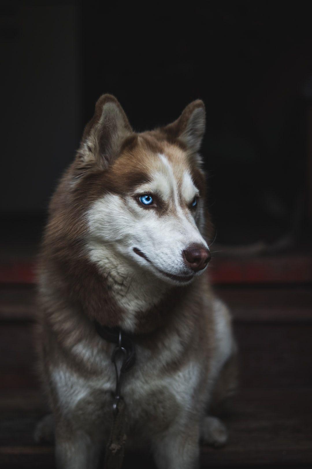1080x1620 Husky Wallpaper: Free HD Download [HQ]