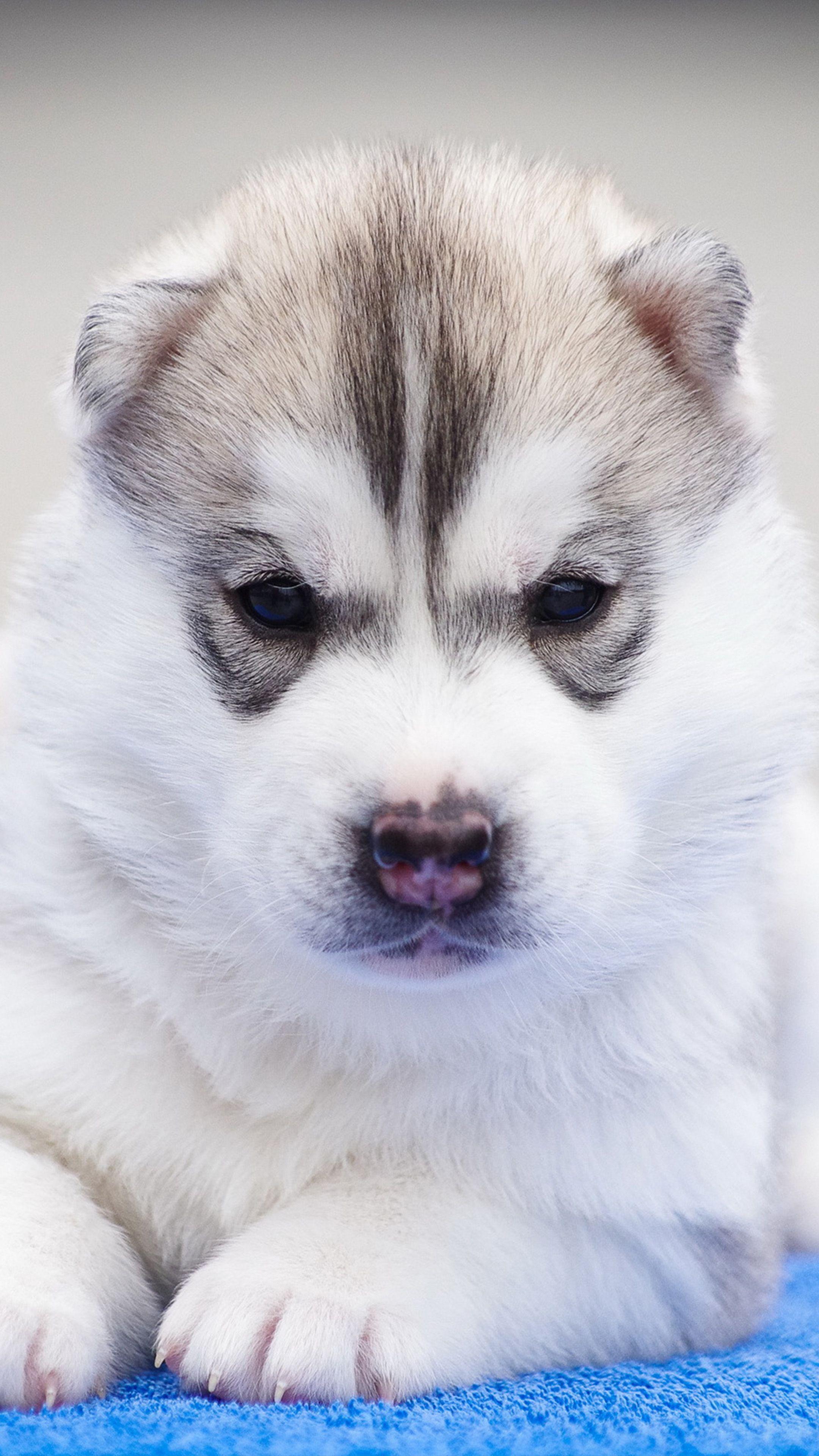 2160x3840 Husky Puppy Angry Pet Dog 4K Ultra HD Mobile Wallpaper