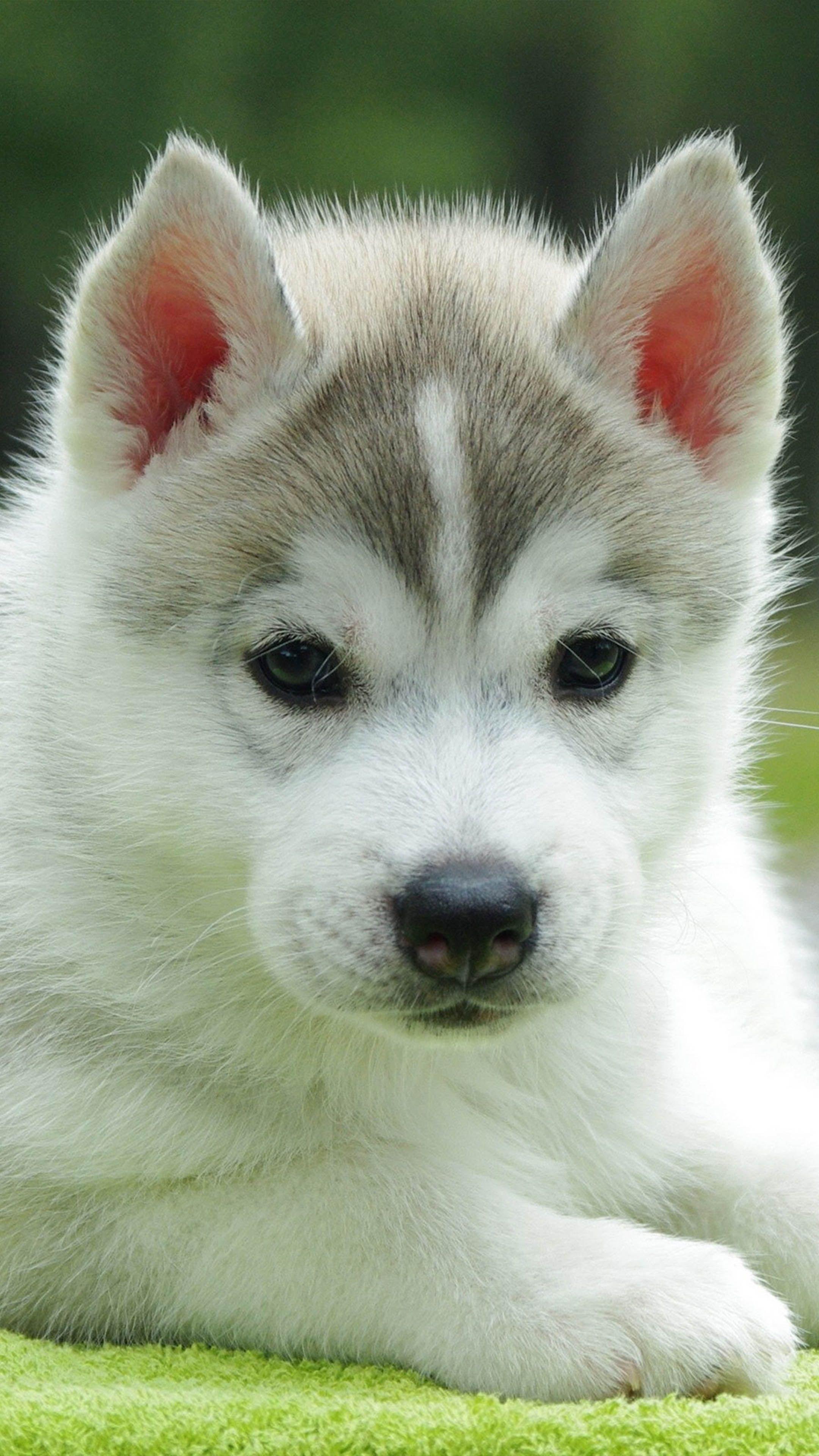 2160x3840 Cute Husky Puppy 4K Ultra HD Mobile Wallpaper
