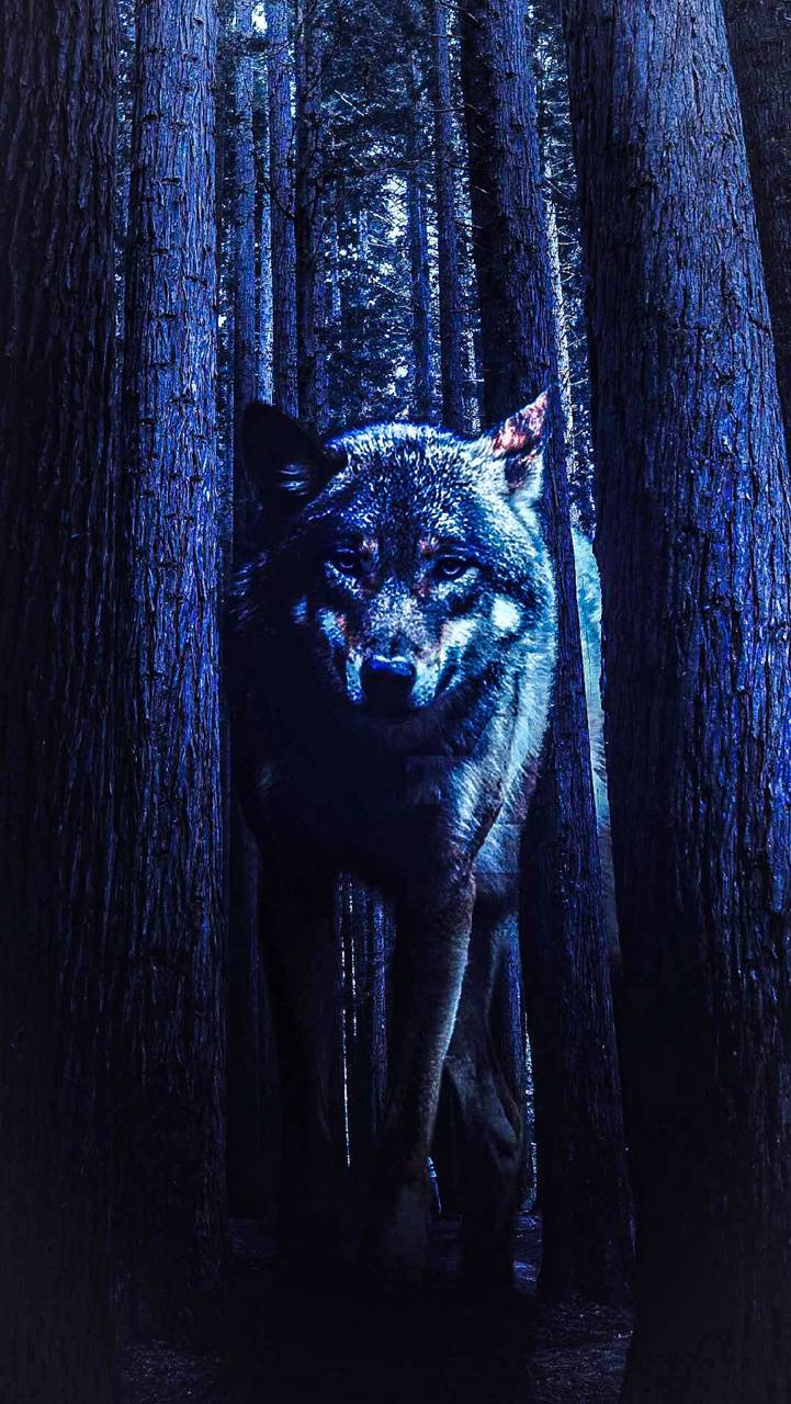 Dark Forest Wolf Wallpapers - Top Free Dark Forest Wolf Backgrounds ...