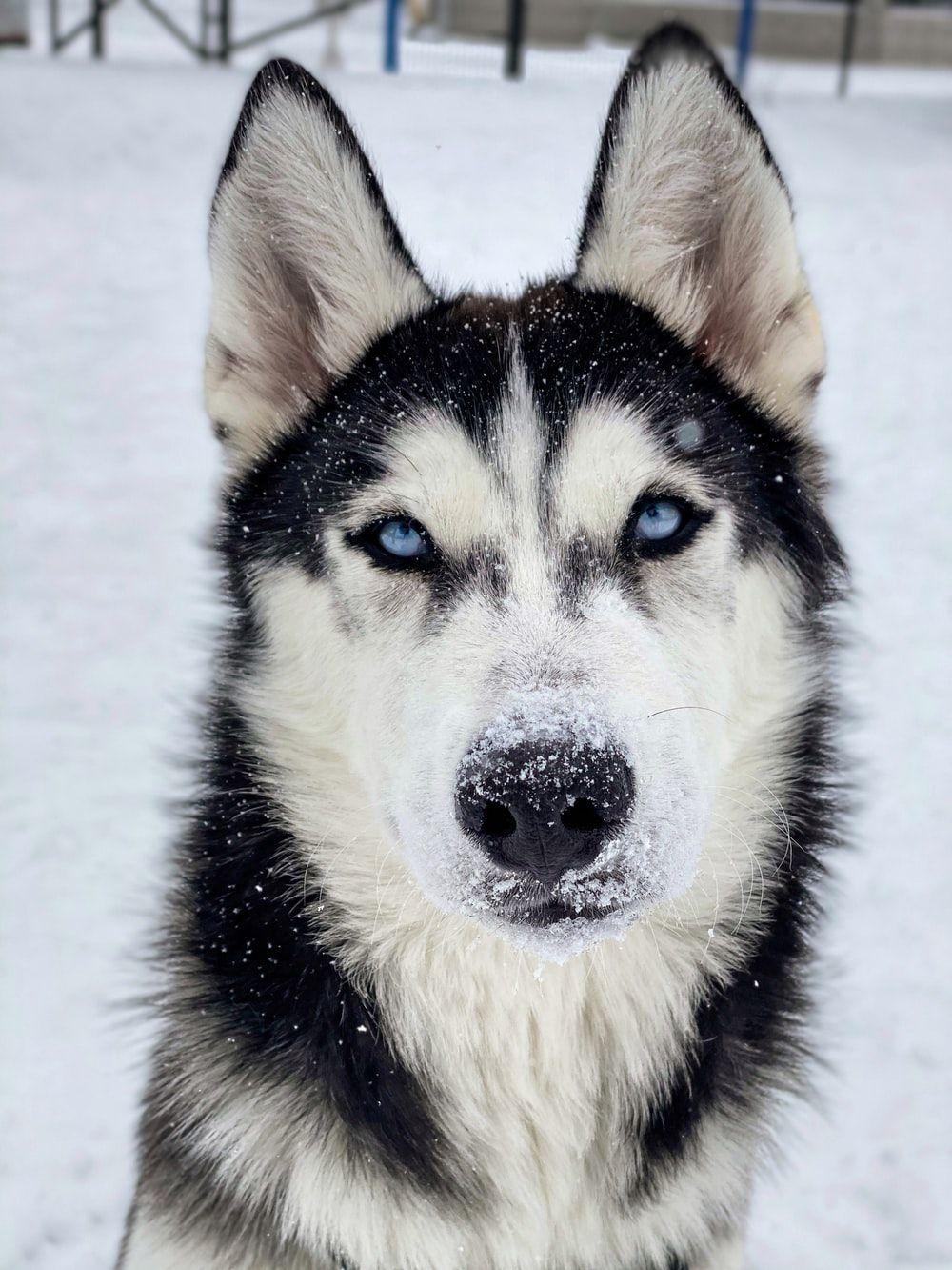 1000x1333 Husky Wallpaper: Free HD Download [HQ]