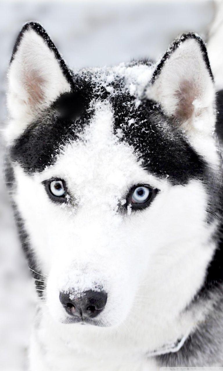 768x1280 Husky Ultra HD Desktop Background Wallpaper for 4K UHD TV : Widescreen & UltraWide Desktop & Laptop : Tablet
