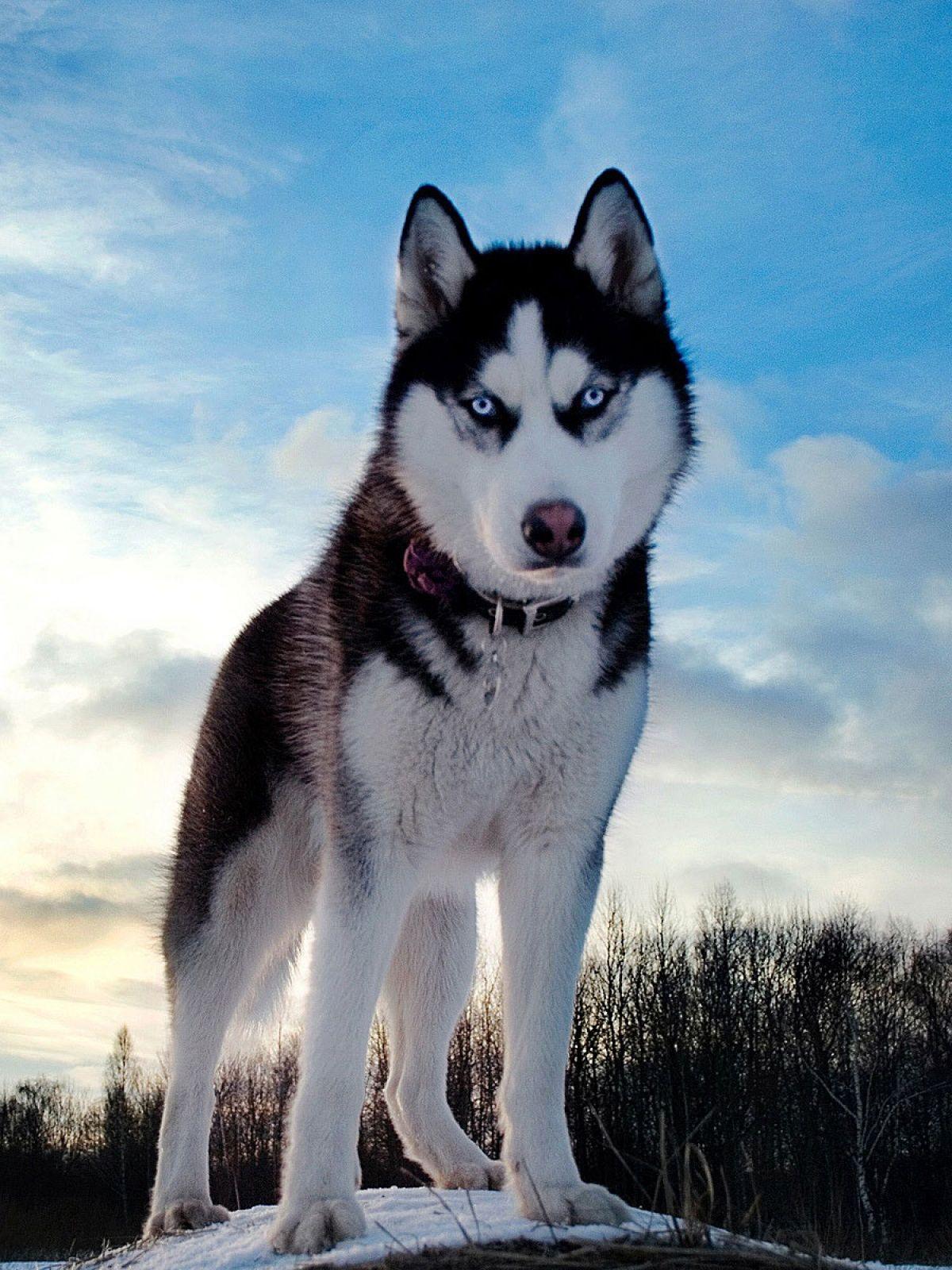 1200x1600 Huskies Mobile Wallpaper