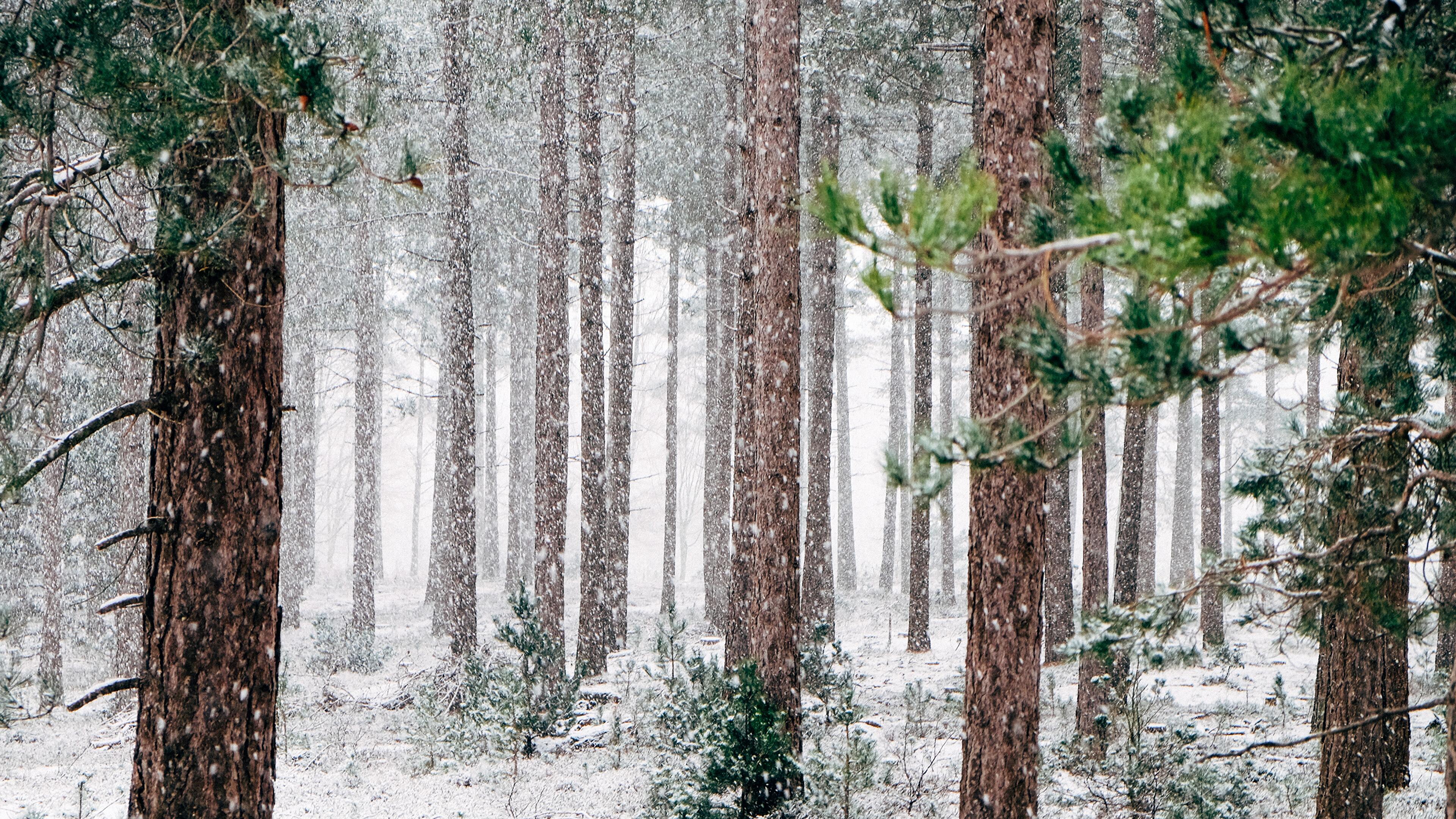 3840x2160 Snow 4K wallpaper for your desktop or mobile screen free and easy to download