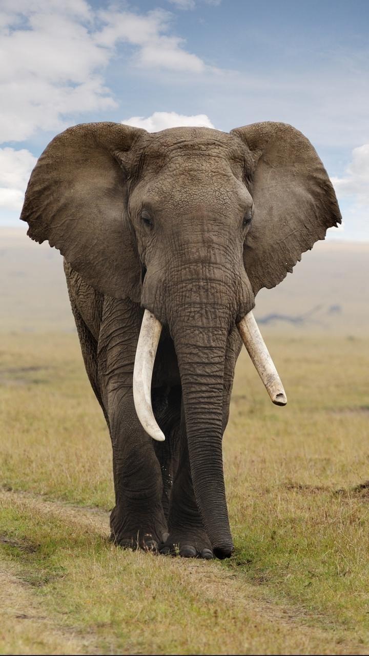 720x1280 Baby Elephant Wallpaper Ios. Elephant wallpaper, Elephants photo, Animals beautiful