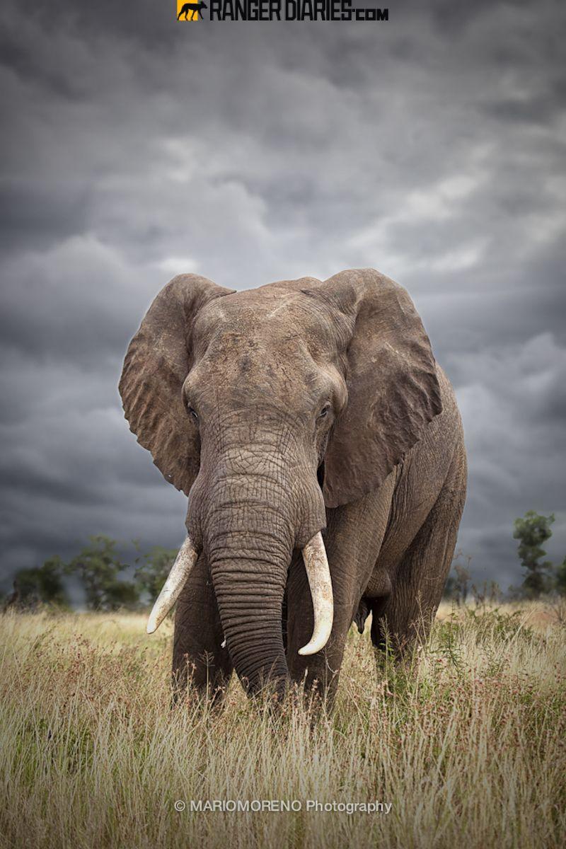 800x1200 A tribute to elephants