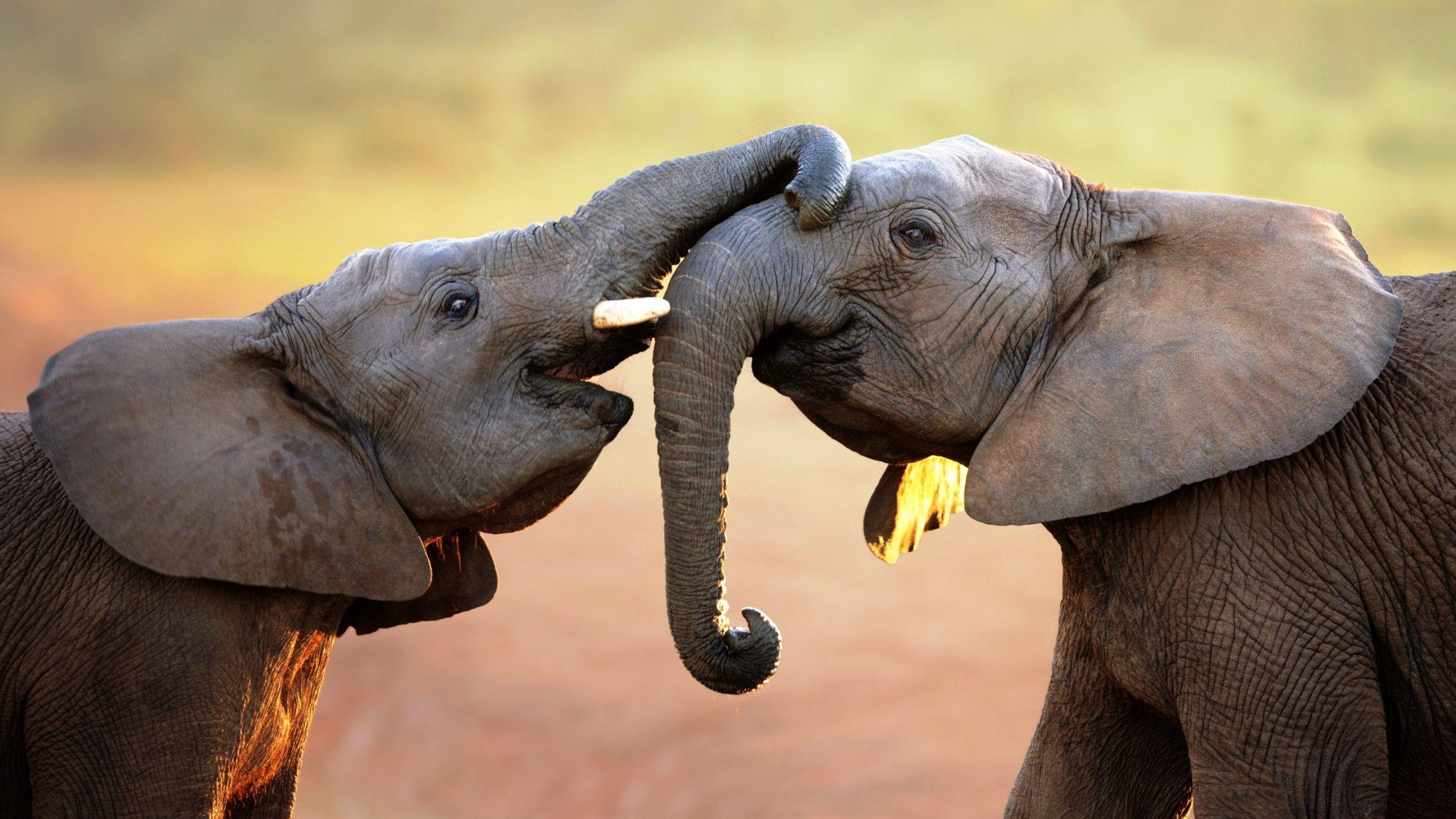 2560x1440 wallpaper world: Image Elephant Love