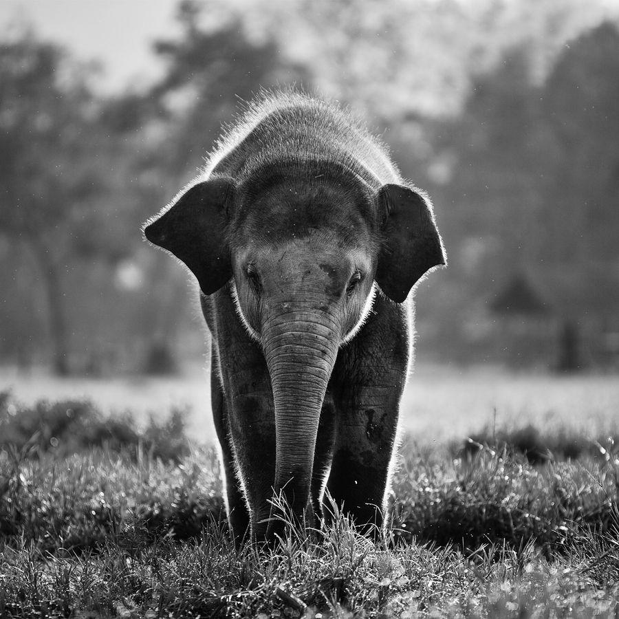 900x900 Feng Shui Fertility Elephants HD Wallpaper