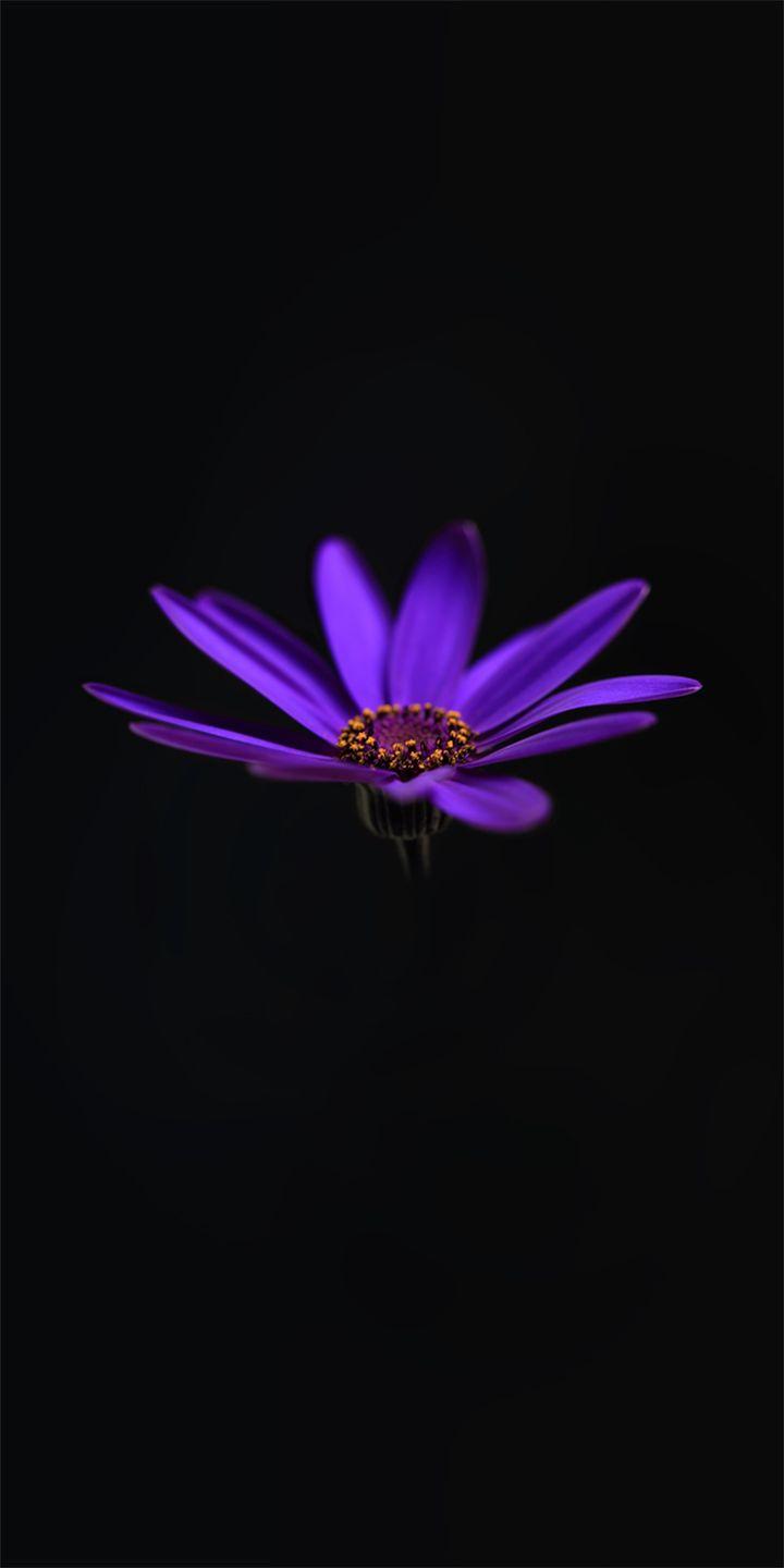 720x1440 Download Alcatel 3V Stock Wallpaper