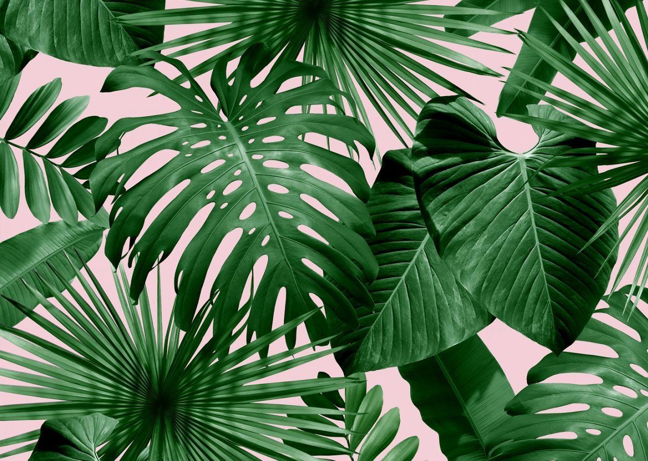 Aesthetic Tropical Laptop Wallpapers - Top Free Aesthetic Tropical