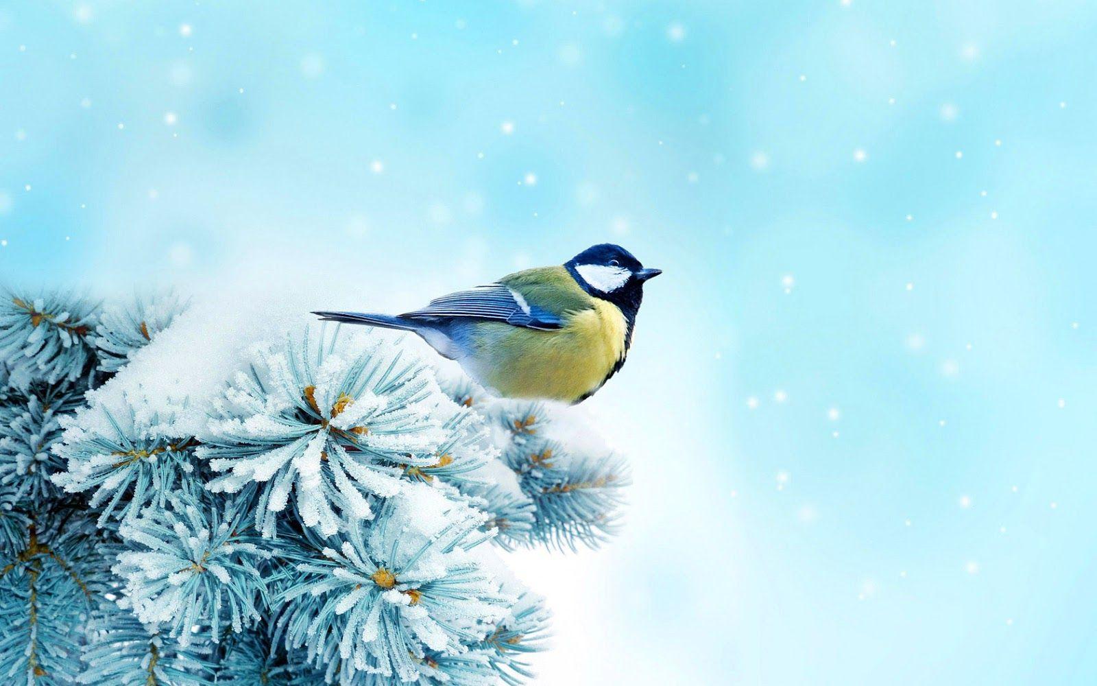 1600x1000 Free download Winter Wallpaper HD Bird Birds In The Snow Wallpaper Picture [1600x1000] for your Desktop, Mobile & Tablet. Explore Bird in Snow Wallpaper. Free Winter Birds Desktop Wallpaper