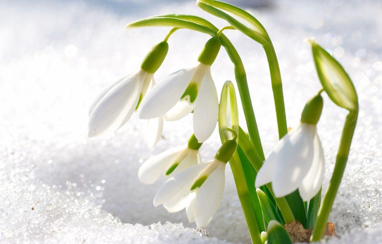 1332x850 Wallpaper snow, flowers, petals, snowdrops image for desktop, section цветы