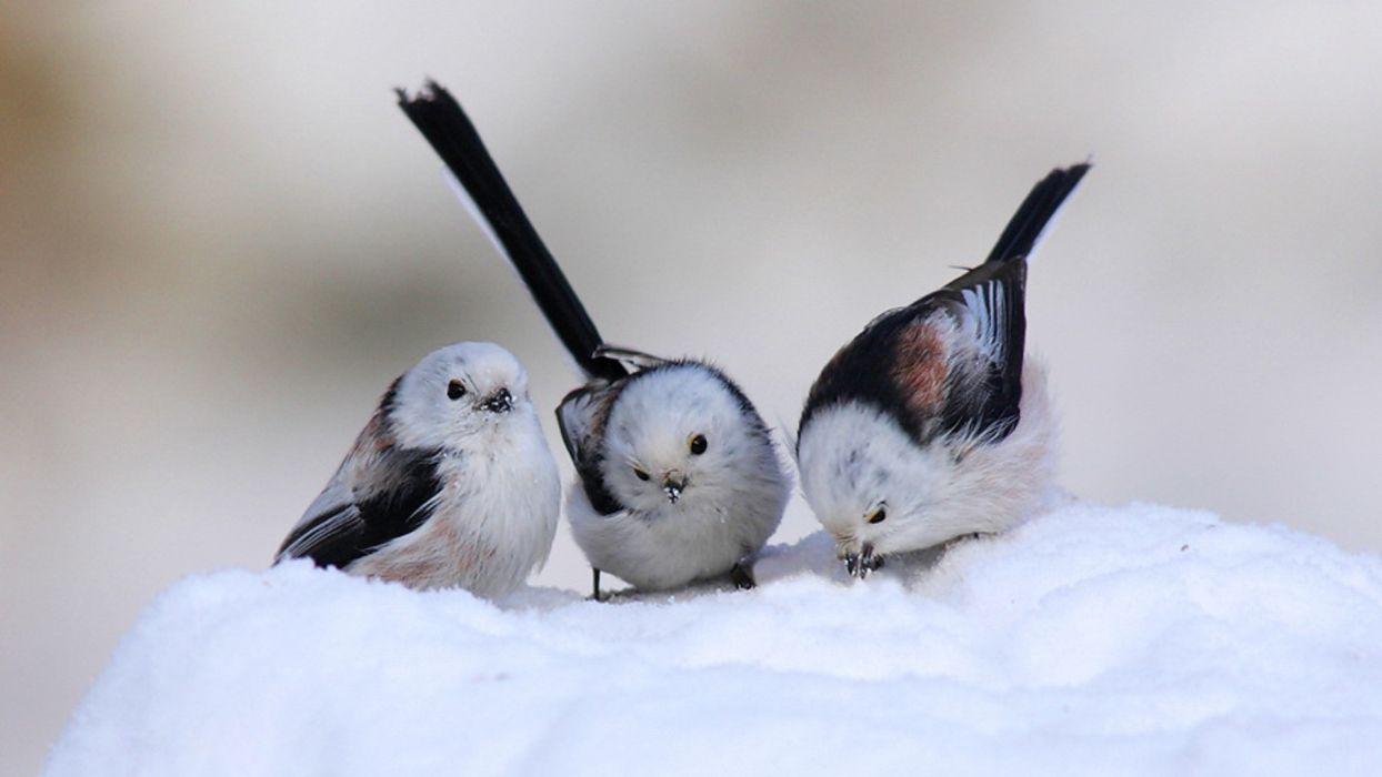 1244x700 Snow birds longtailed tit wallpaperx1080