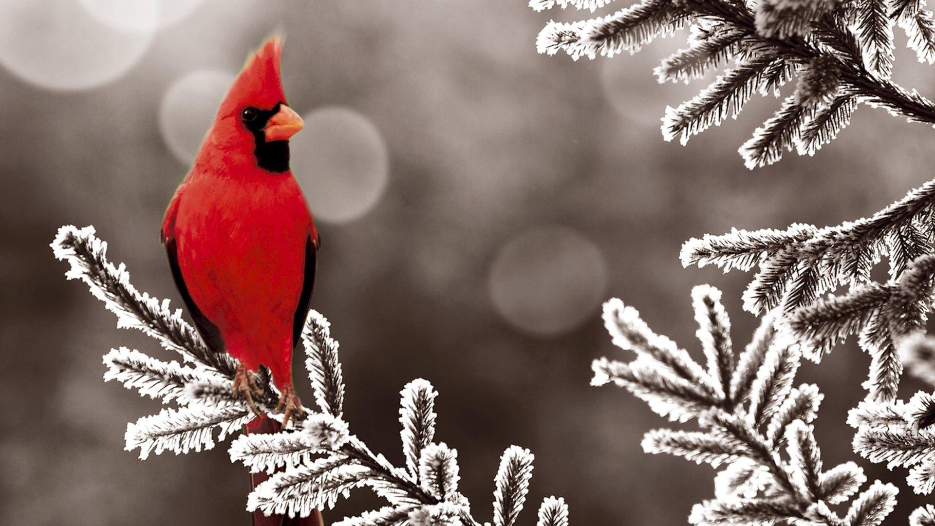 1920x1080 Cardinal Bird Wallpaper