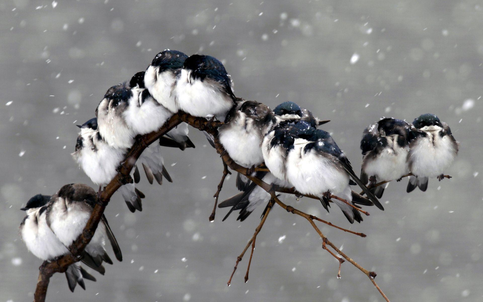 1920x1200 Animal Bird Branch Cold Snow Snowfall Winter Wallpaper:1920x1200