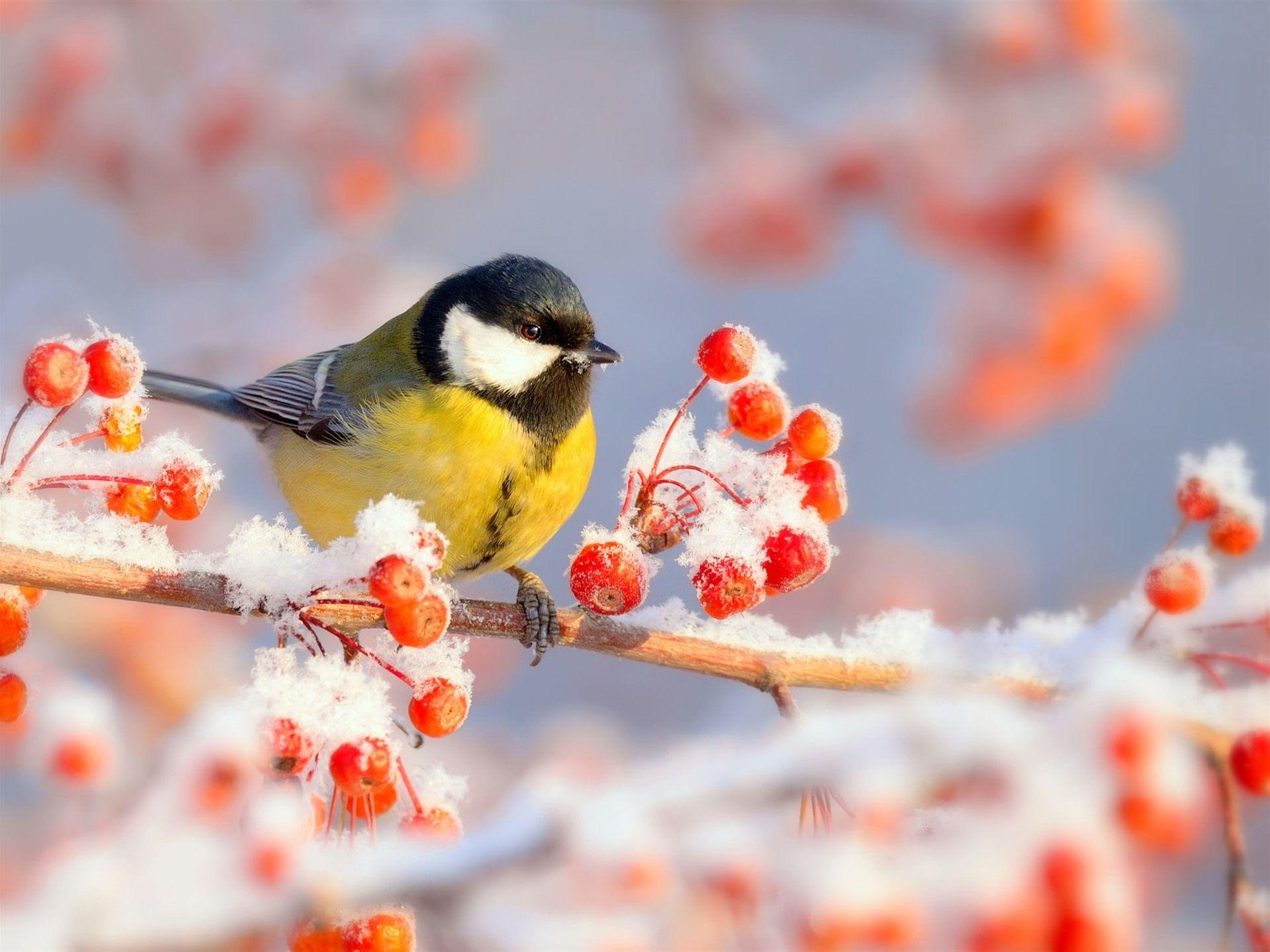 Birds in Snow Wallpapers - Top Free Birds in Snow Backgrounds