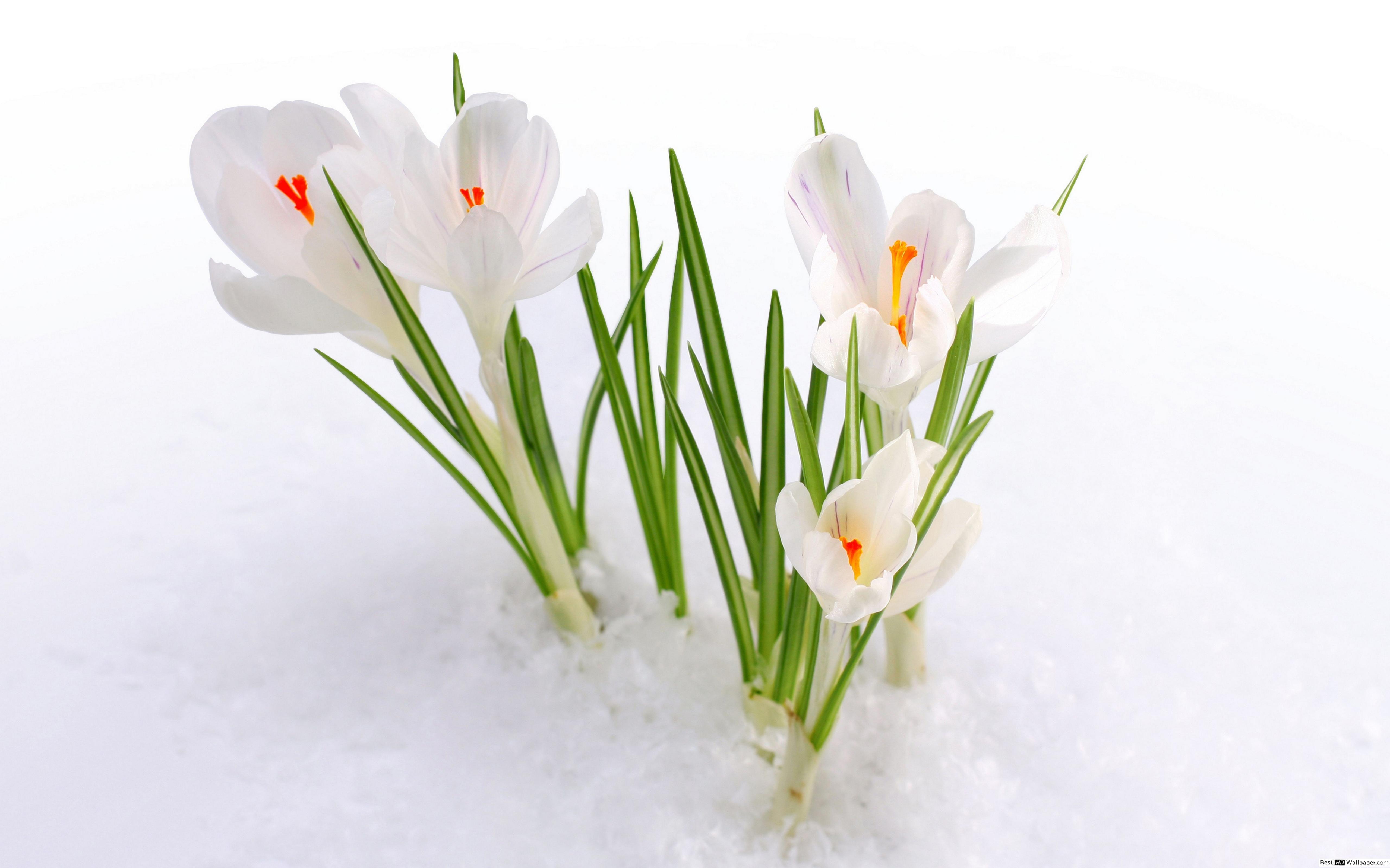 5120x3200 White crocus flowers in the snow HD wallpaper download