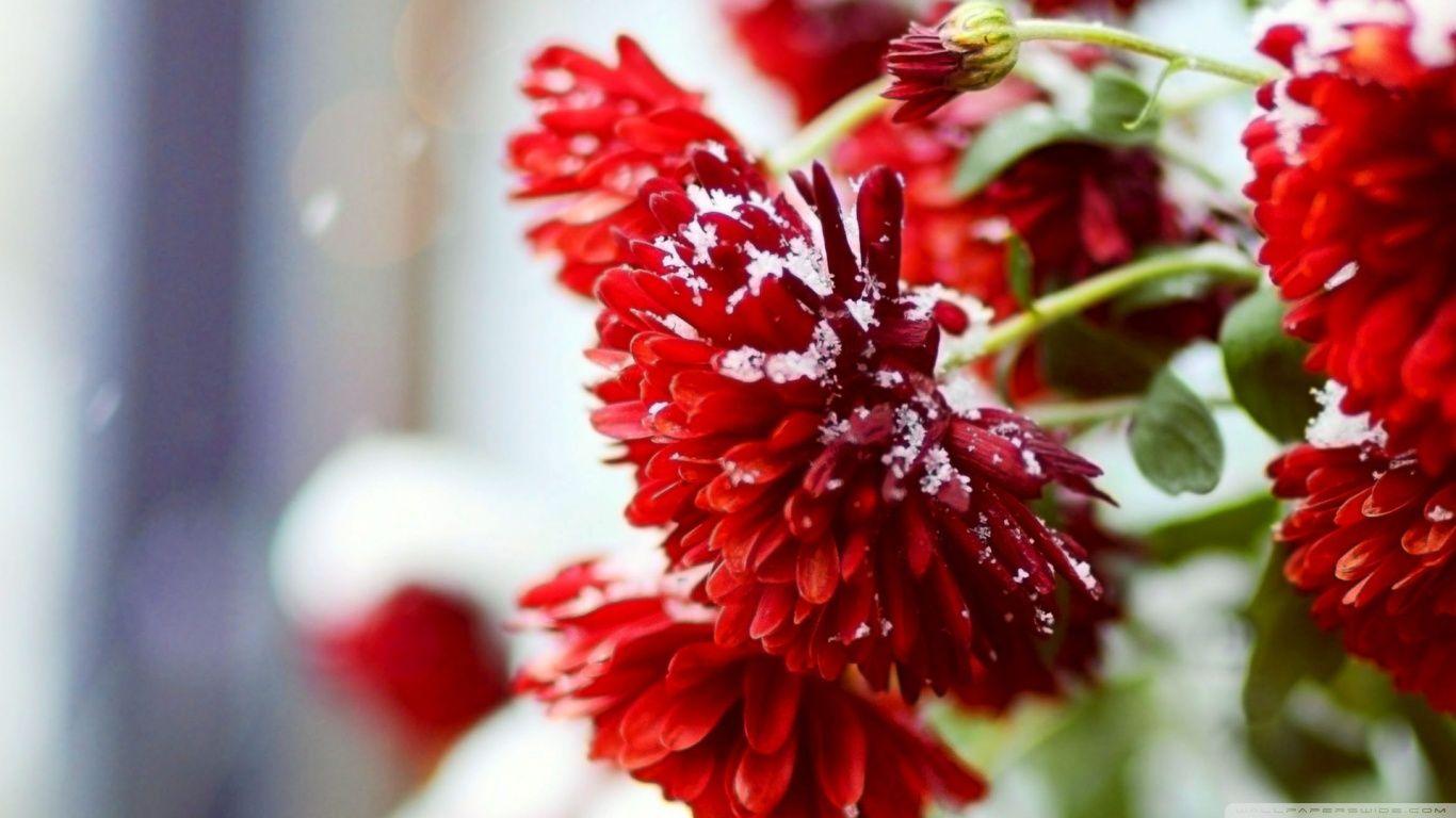 1366x768 Red Flower Close Up HD Wallpaper. All HD Wallpaper Gallery