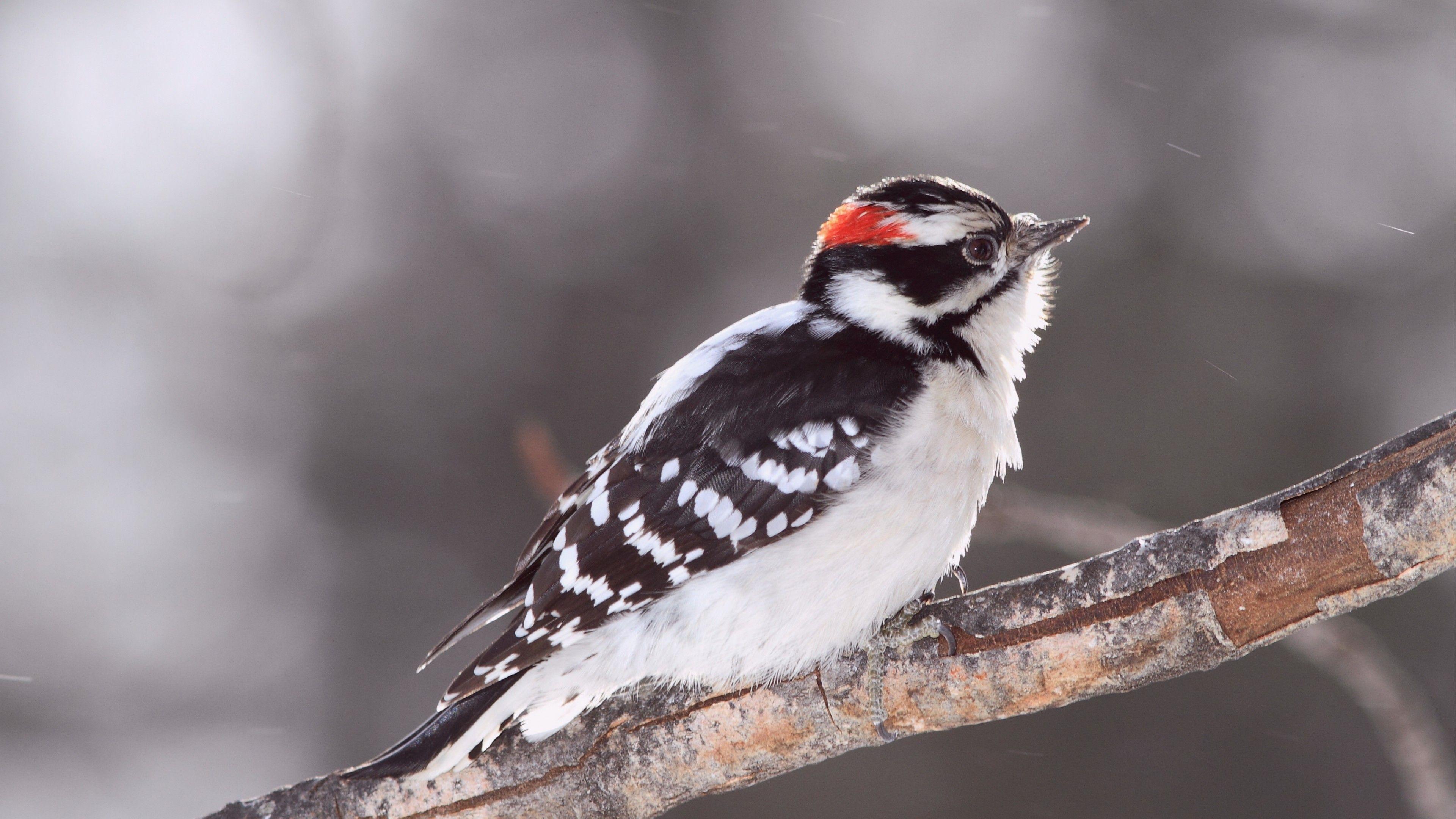 3840x2160 Wallpaper bird, snow, winter, plumage, white, Animals