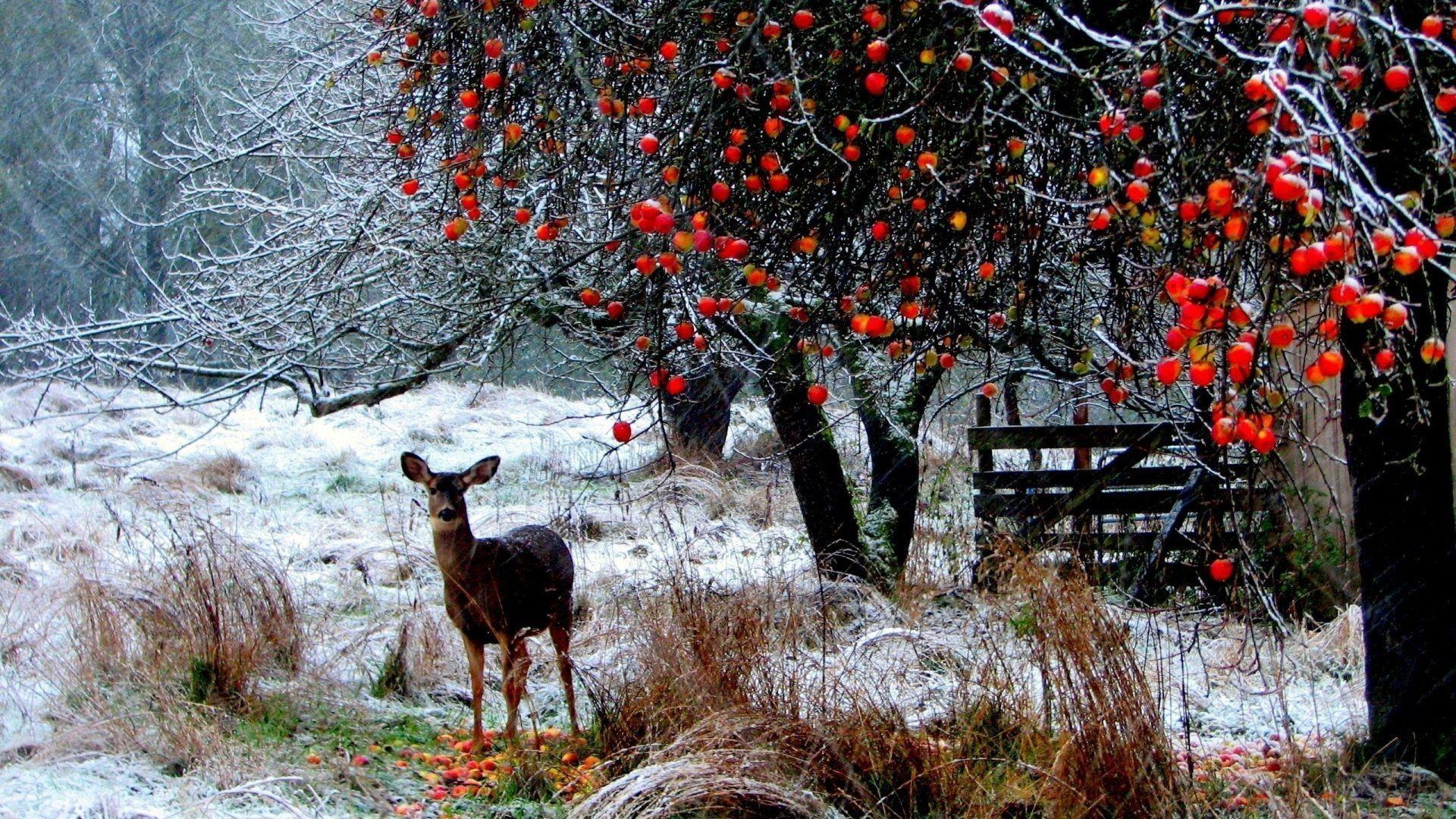 1920x1080 iPhone Winter Birds Wallpaper