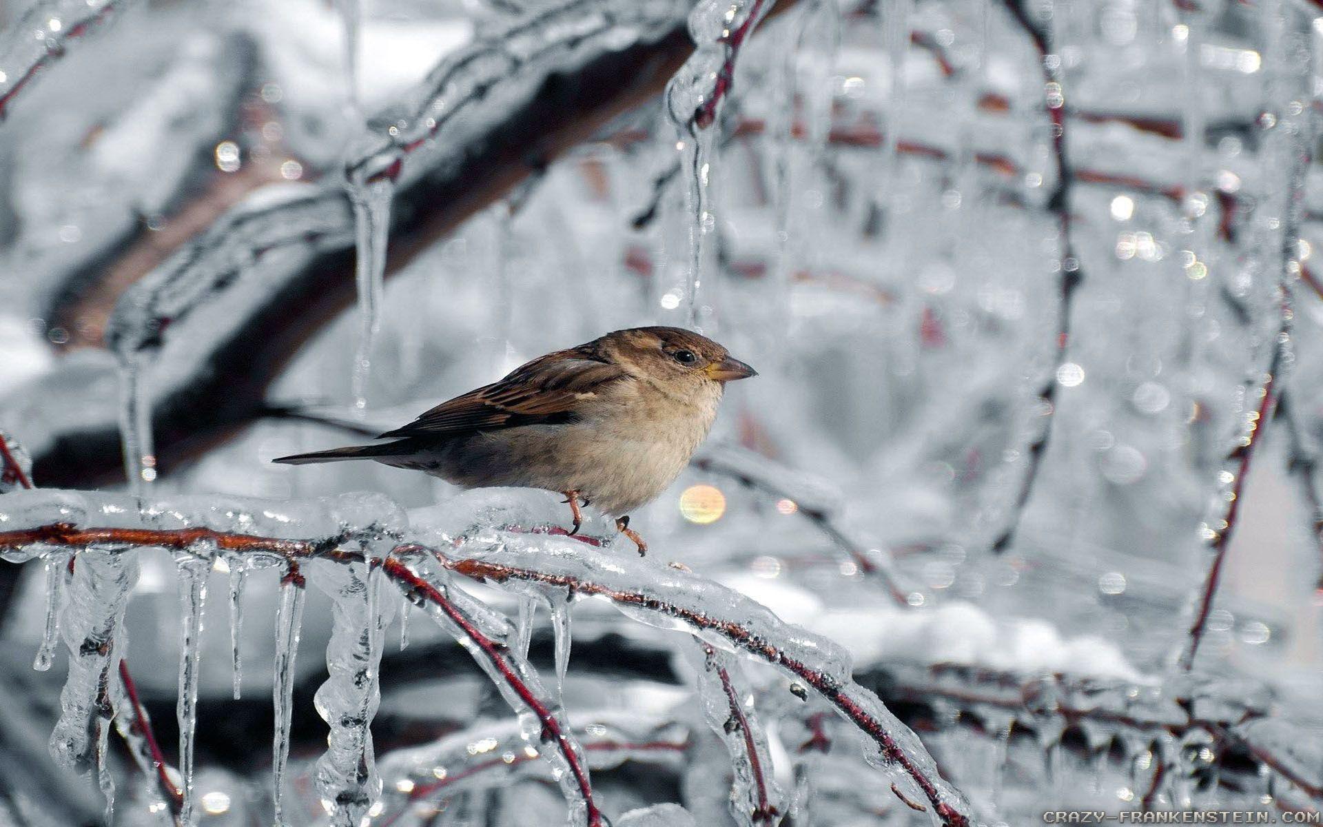 1920x1200 Winter Birds Desktop Wallpaper Free