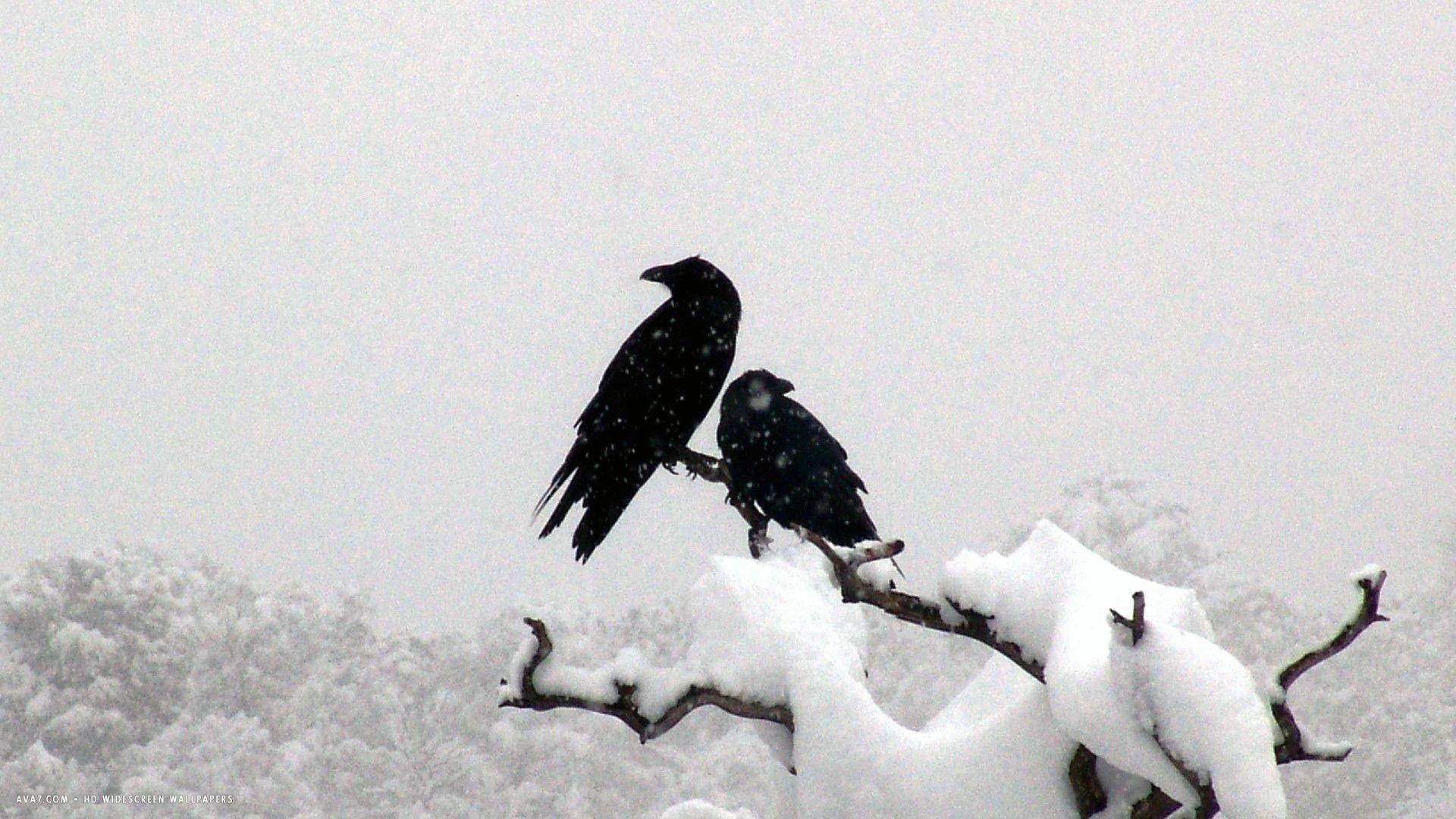 1920x1080 raven snow two ravens bird tree branch HD widescreen wallpaper / birds background