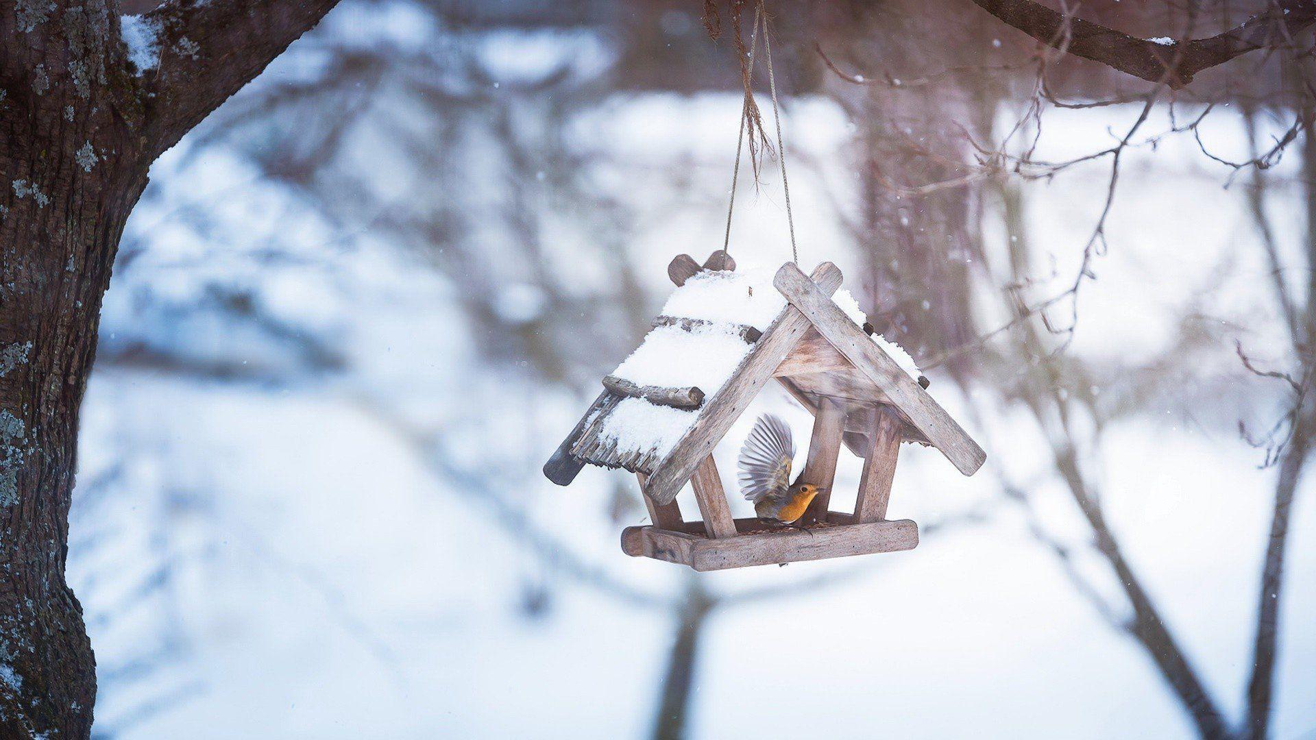 1920x1080 snow, Winter, Cold, Animals, Birds HD Wallpaper / Desktop and Mobile Image & Photo