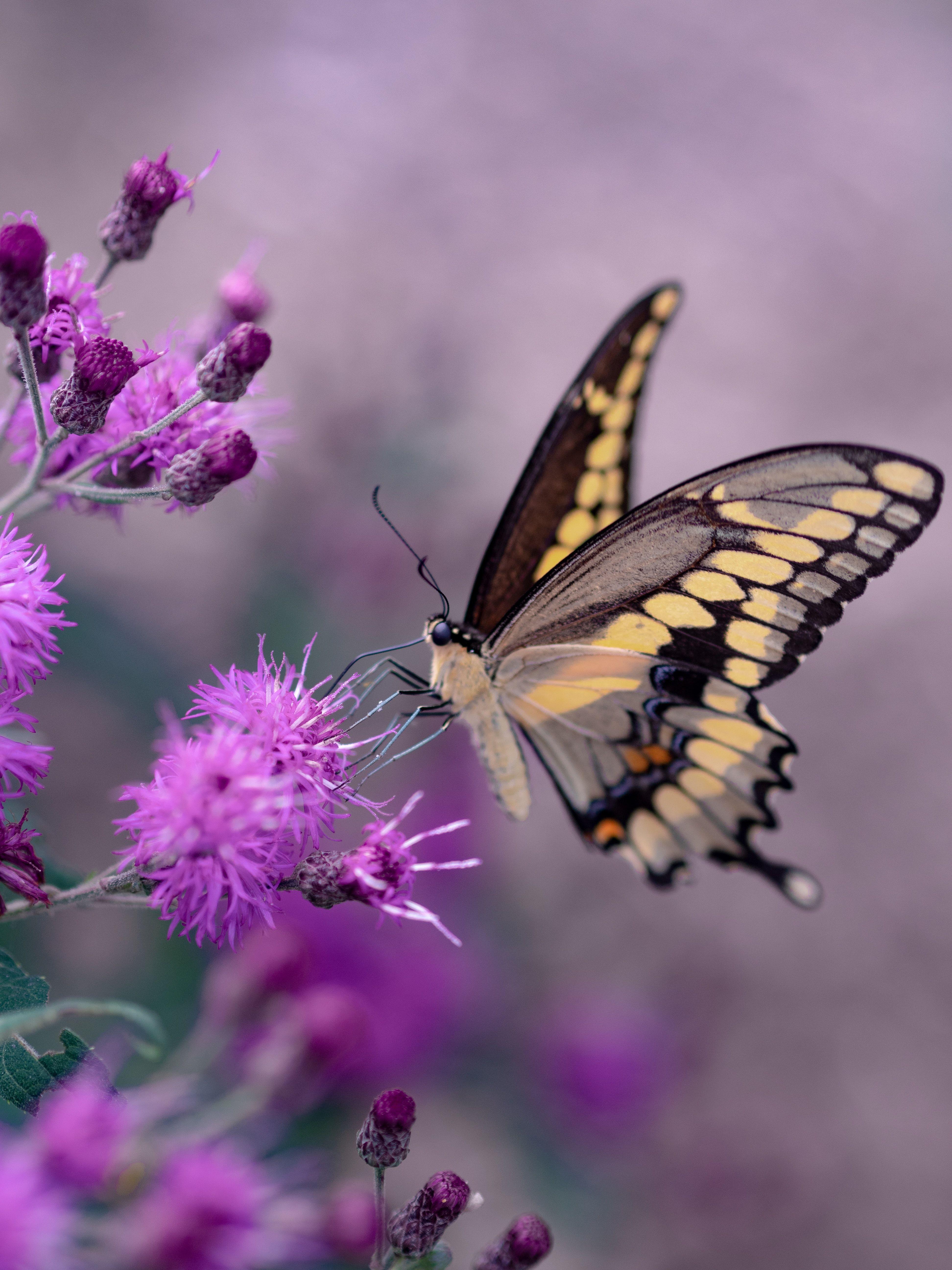 3888x5184 Butterfly Wallpaper: Free HD Download [HQ]