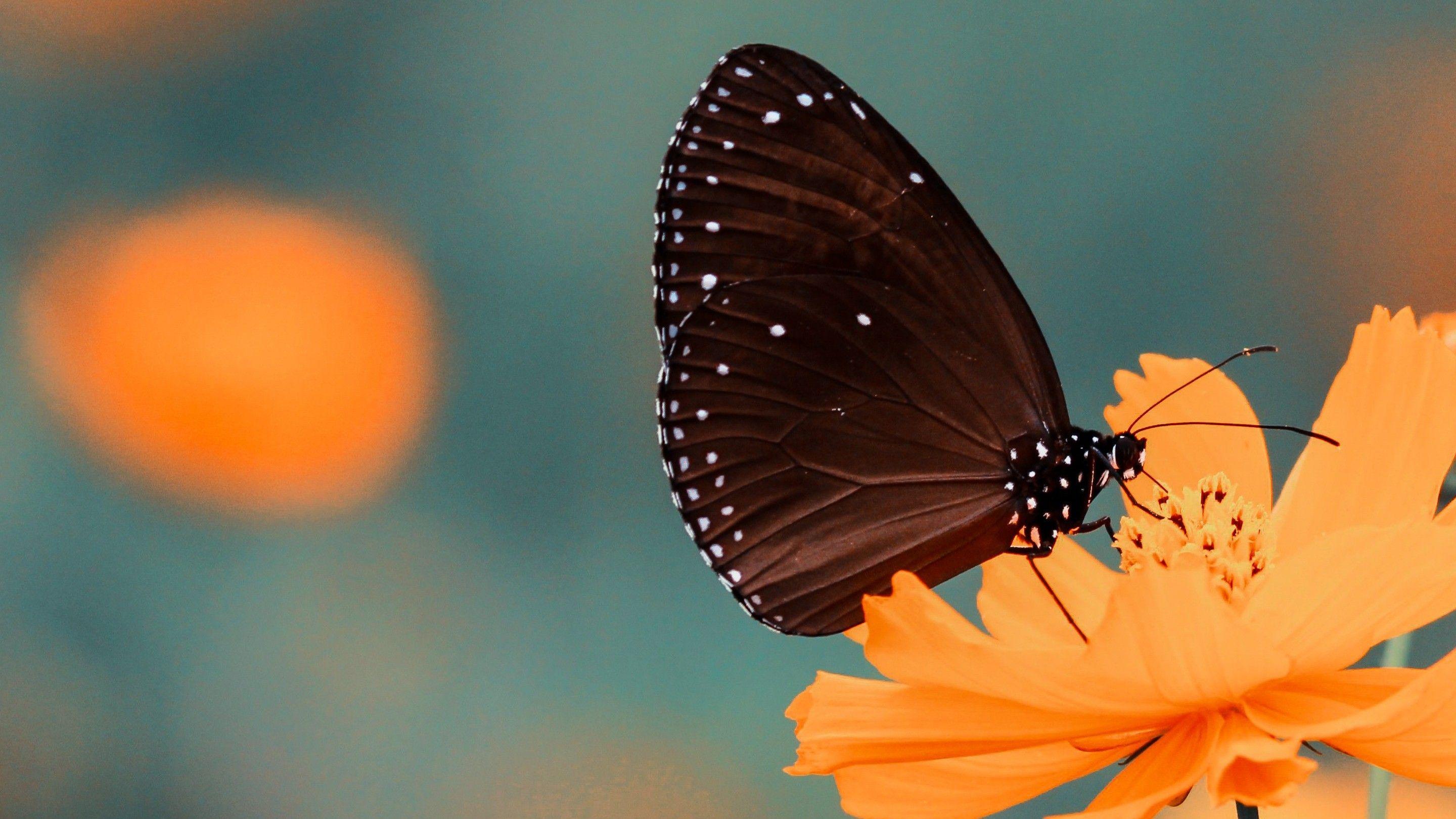 2880x1620 Black Butterfly on Orange Flower